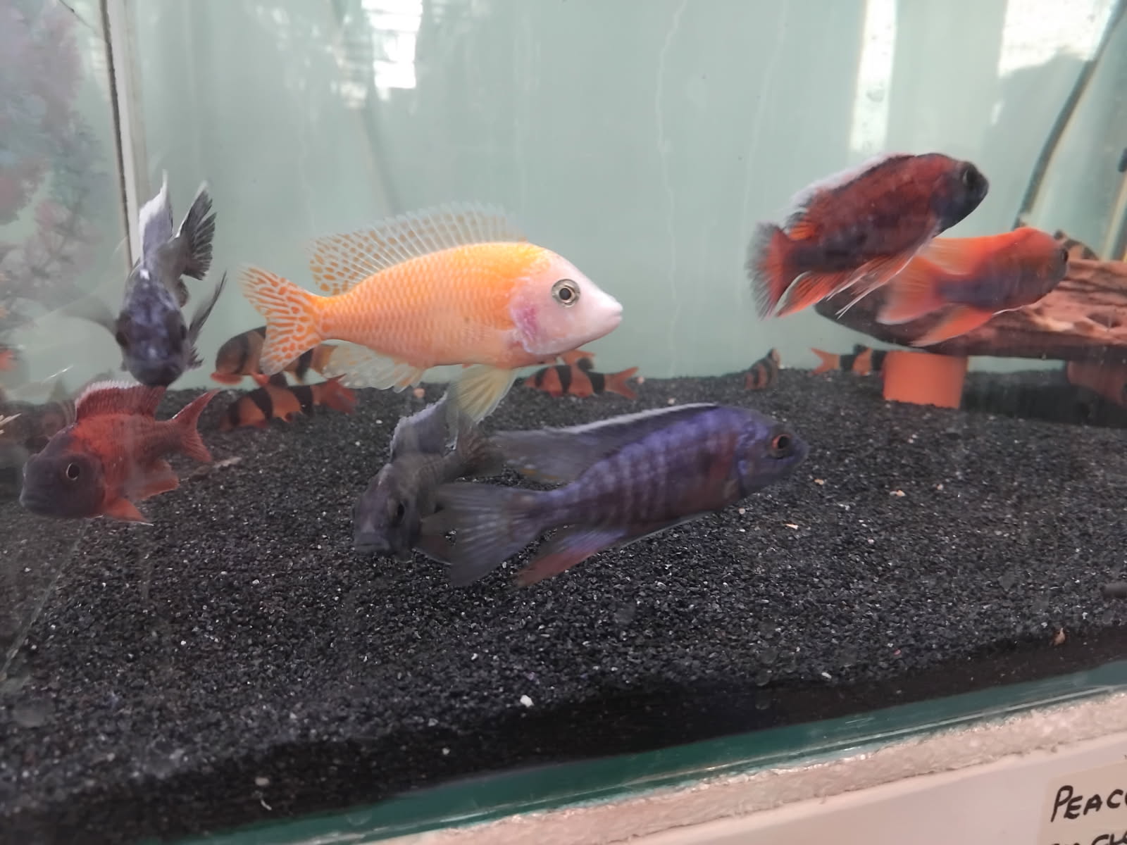 VITALIZE AQUATICS