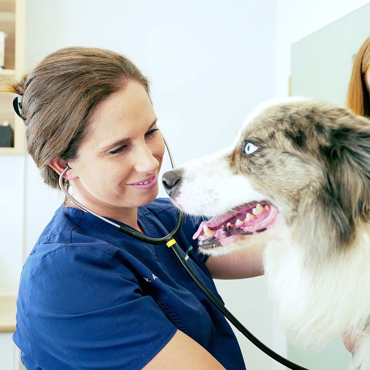 Wingham and Valley Vets