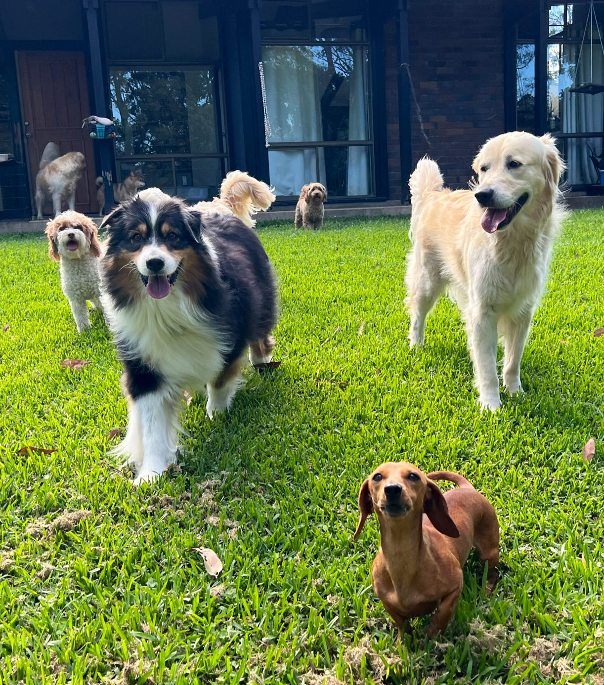 Wingham Pet Motel — Pet Groomers