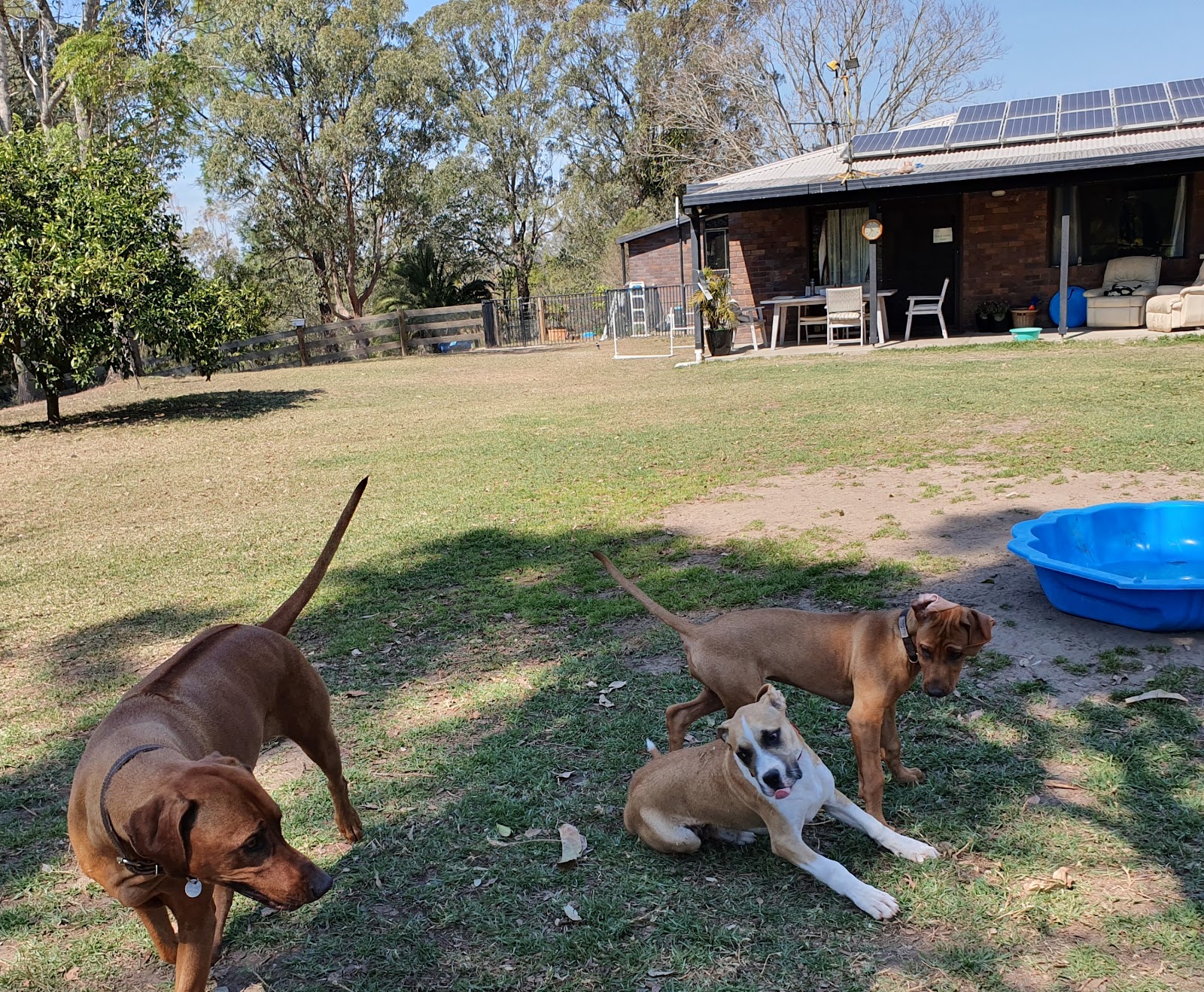 Wingham Pet Motel