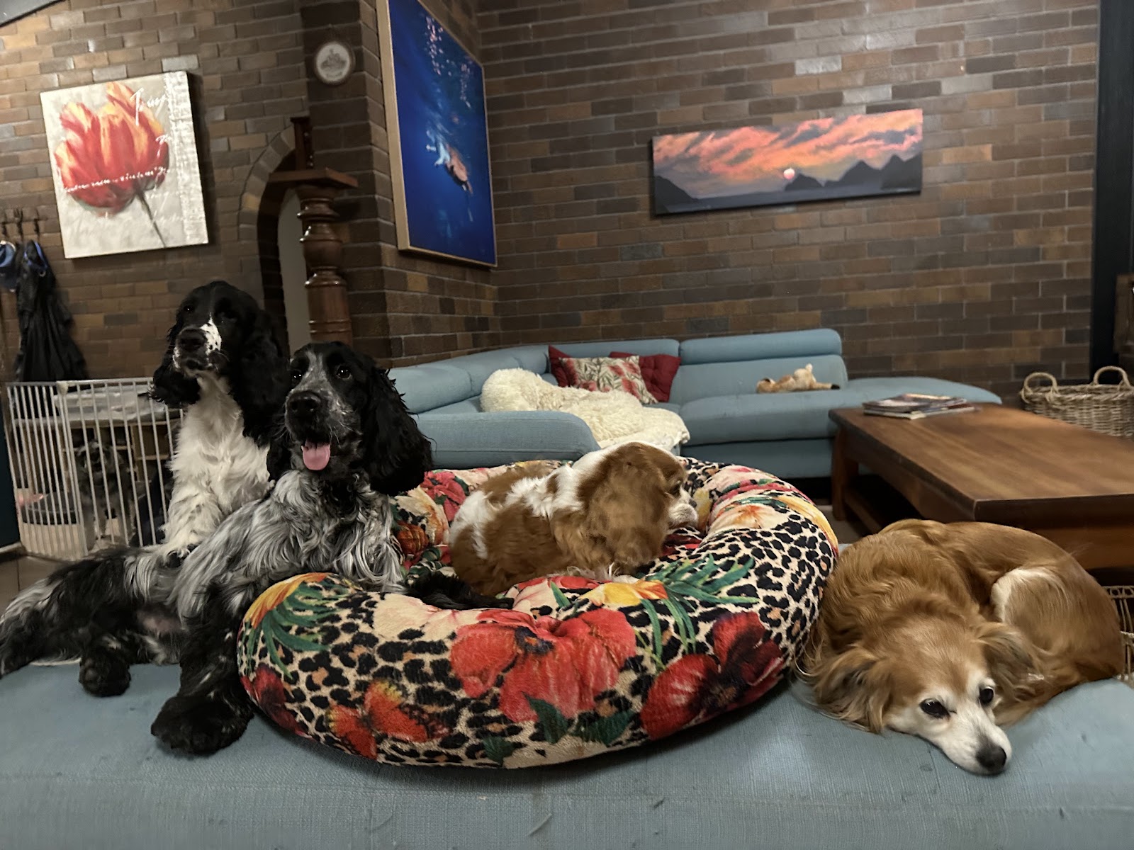Wingham Pet Motel