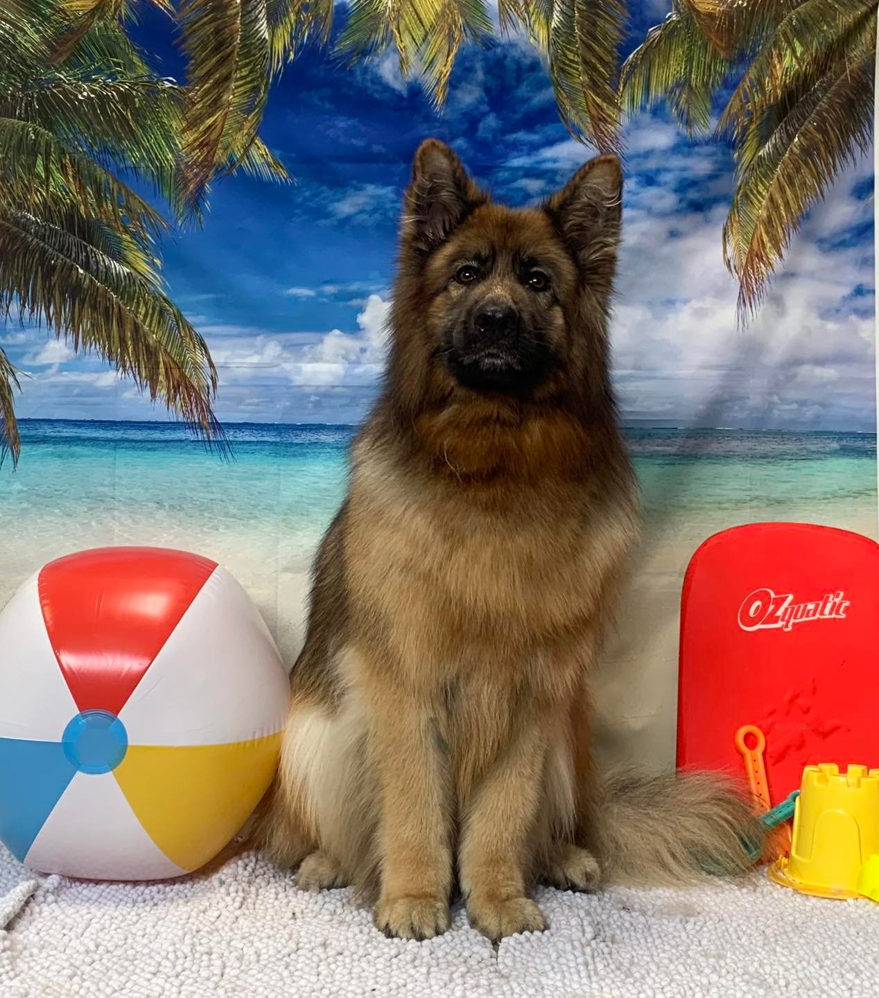 The Happy Puppy Dog Grooming