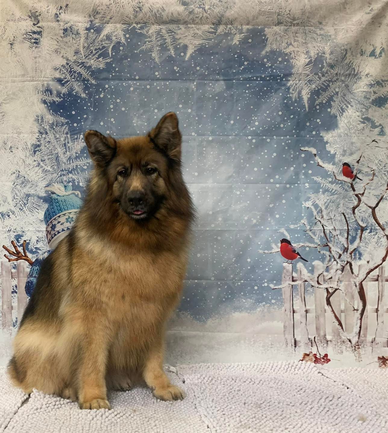 The Happy Puppy Dog Grooming