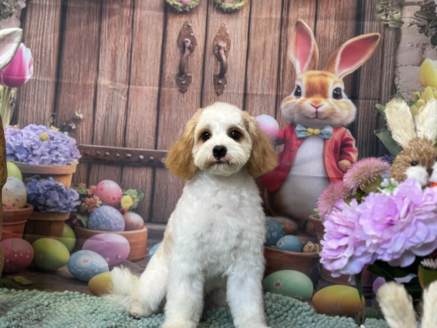 The Happy Puppy Dog Grooming