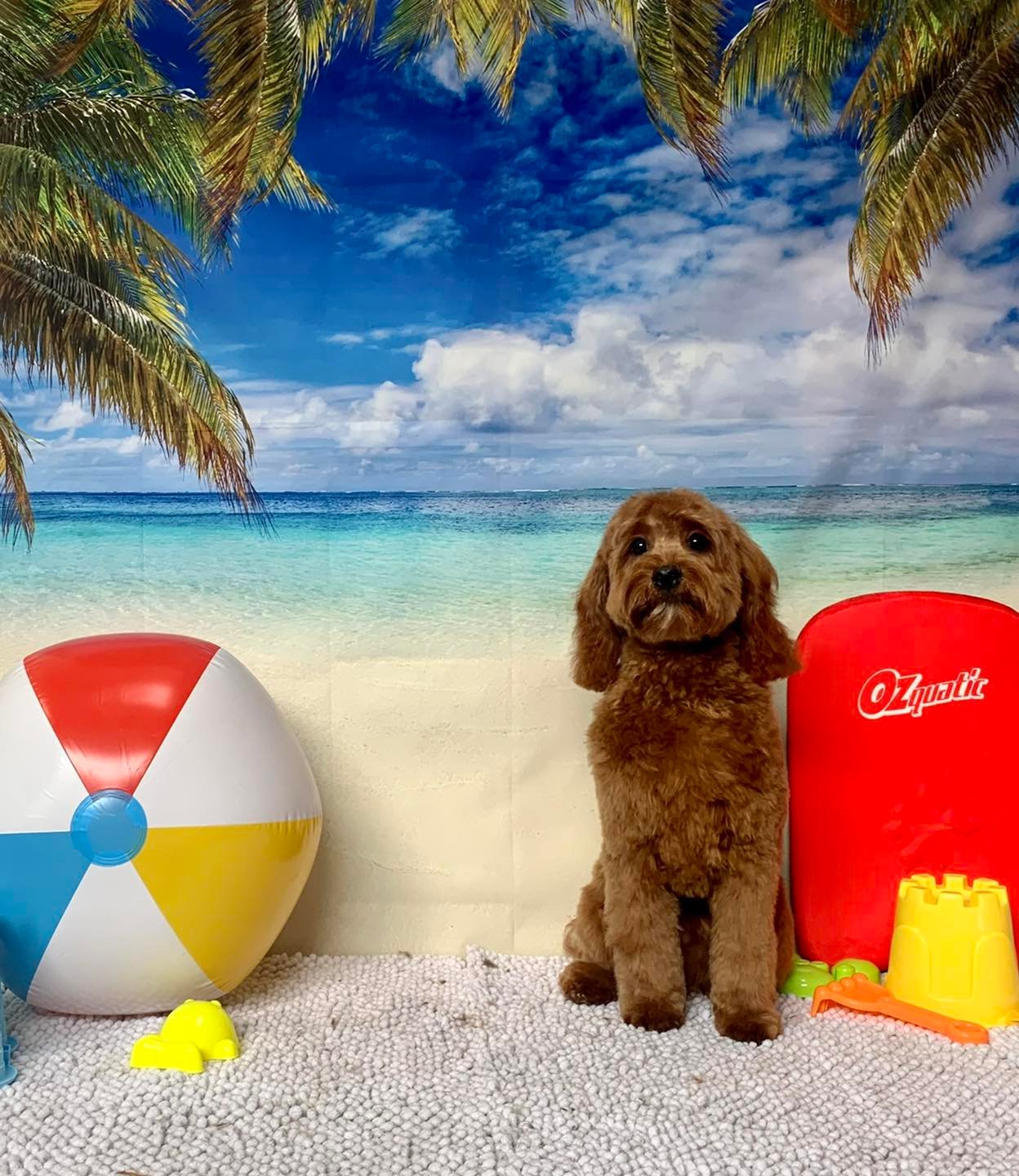 The Happy Puppy Dog Grooming