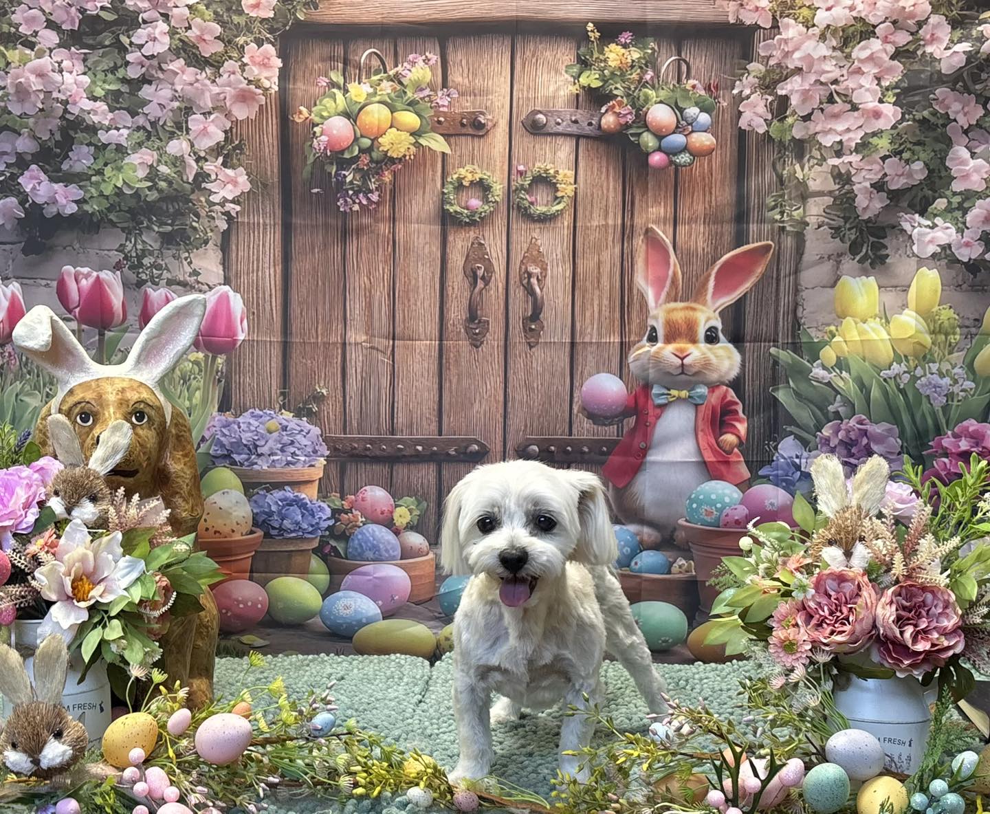 The Happy Puppy Dog Grooming