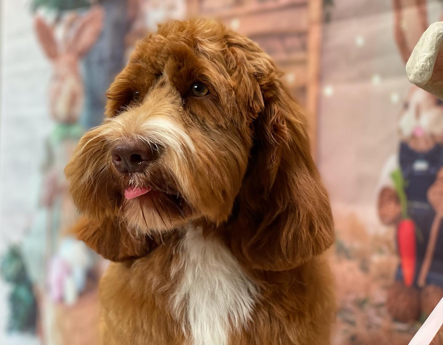 The Happy Puppy Dog Grooming
