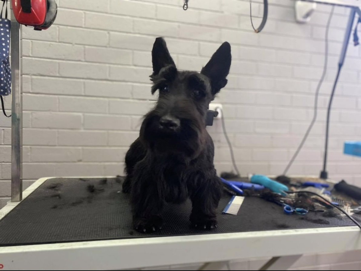 The Happy Puppy Dog Grooming