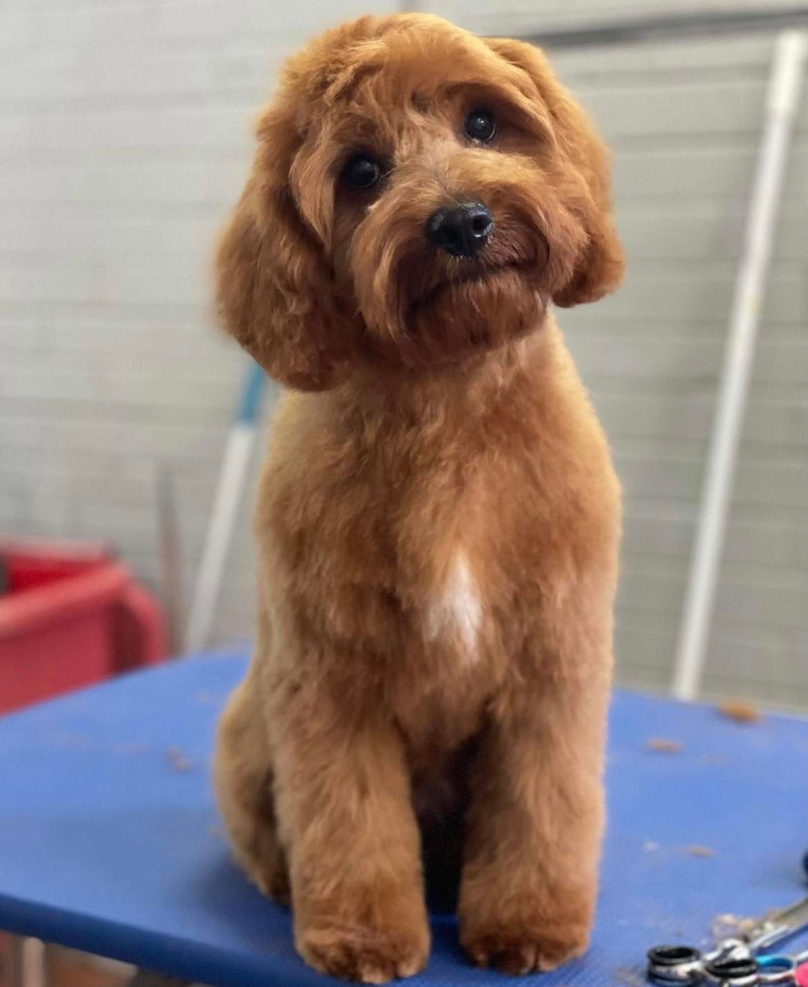 The Happy Puppy Dog Grooming