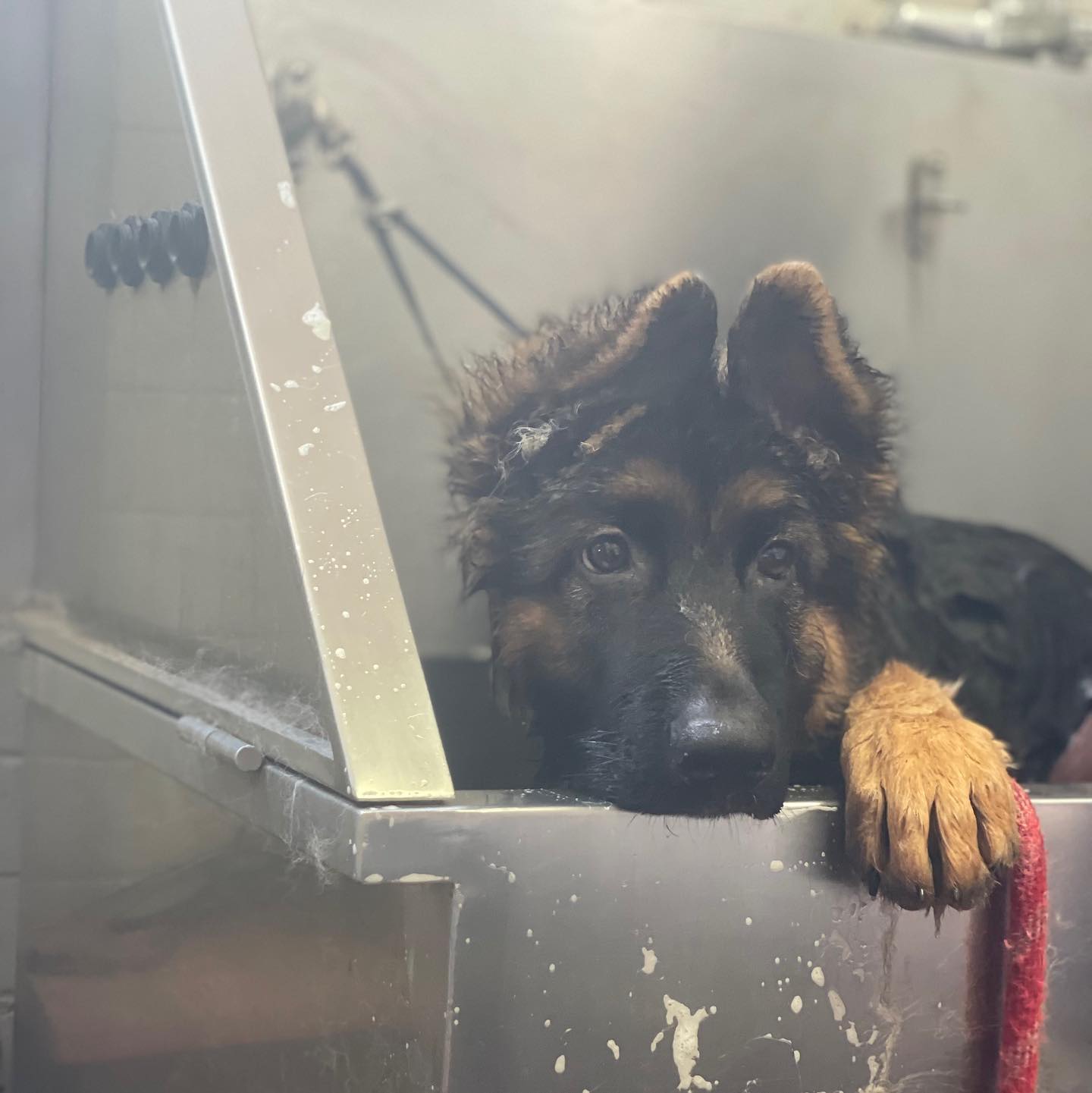 The Happy Puppy Dog Grooming