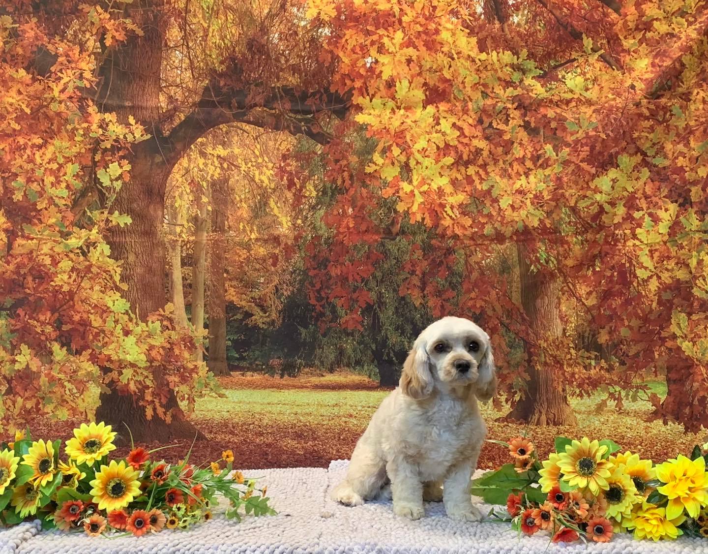 The Happy Puppy Dog Grooming