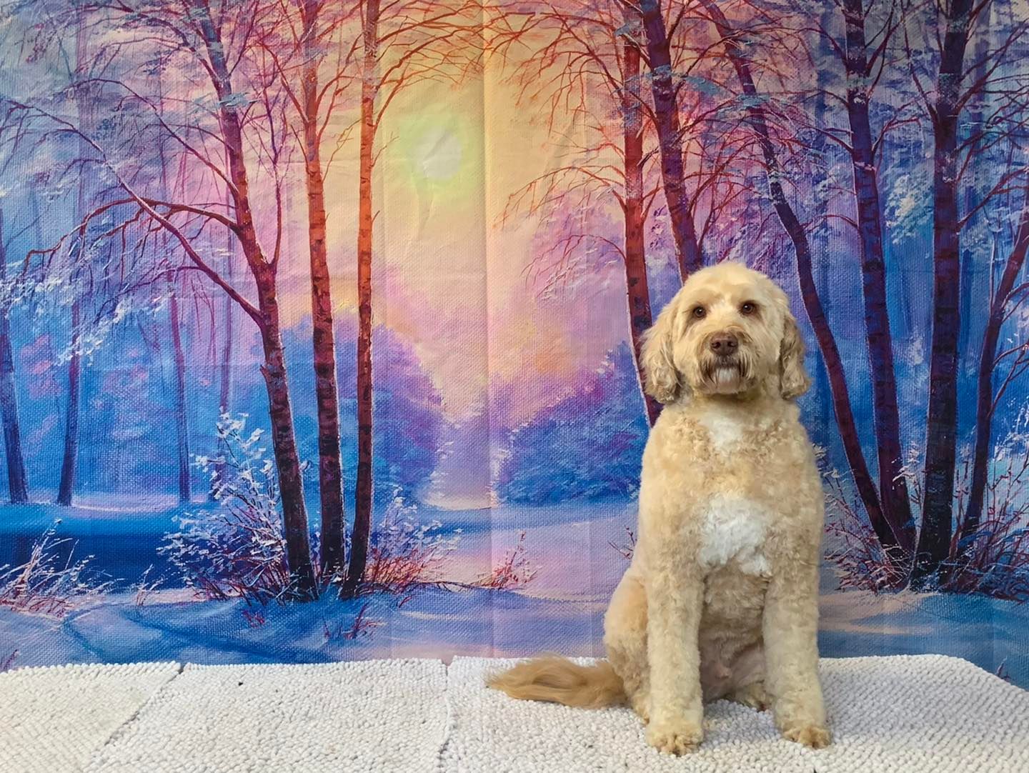 The Happy Puppy Dog Grooming