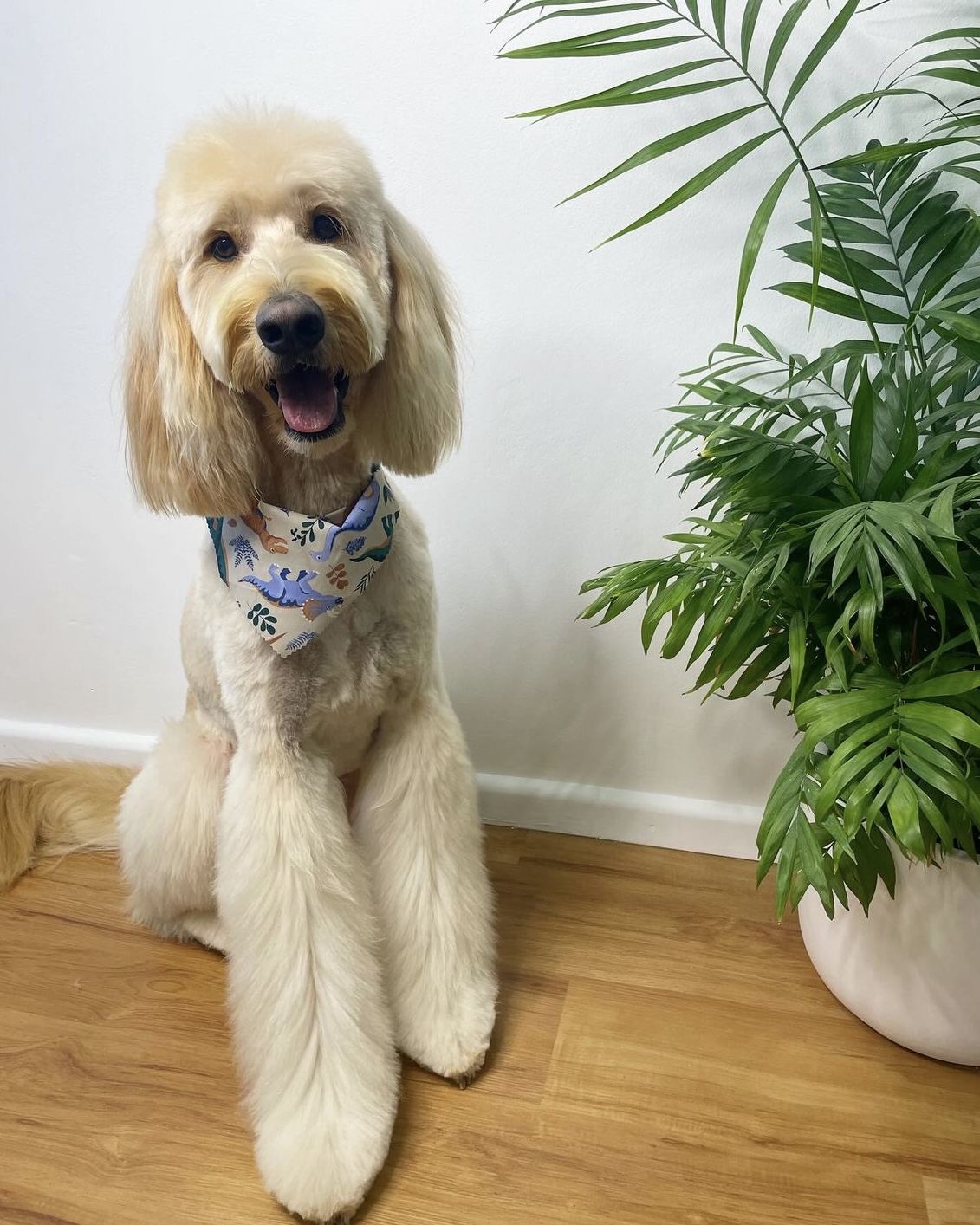 Coastal Clips by Vera — Pet Groomers