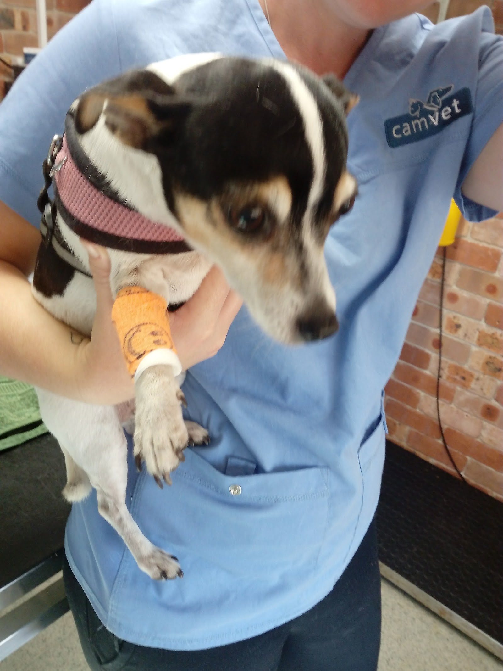 Camvet — Pet Groomers