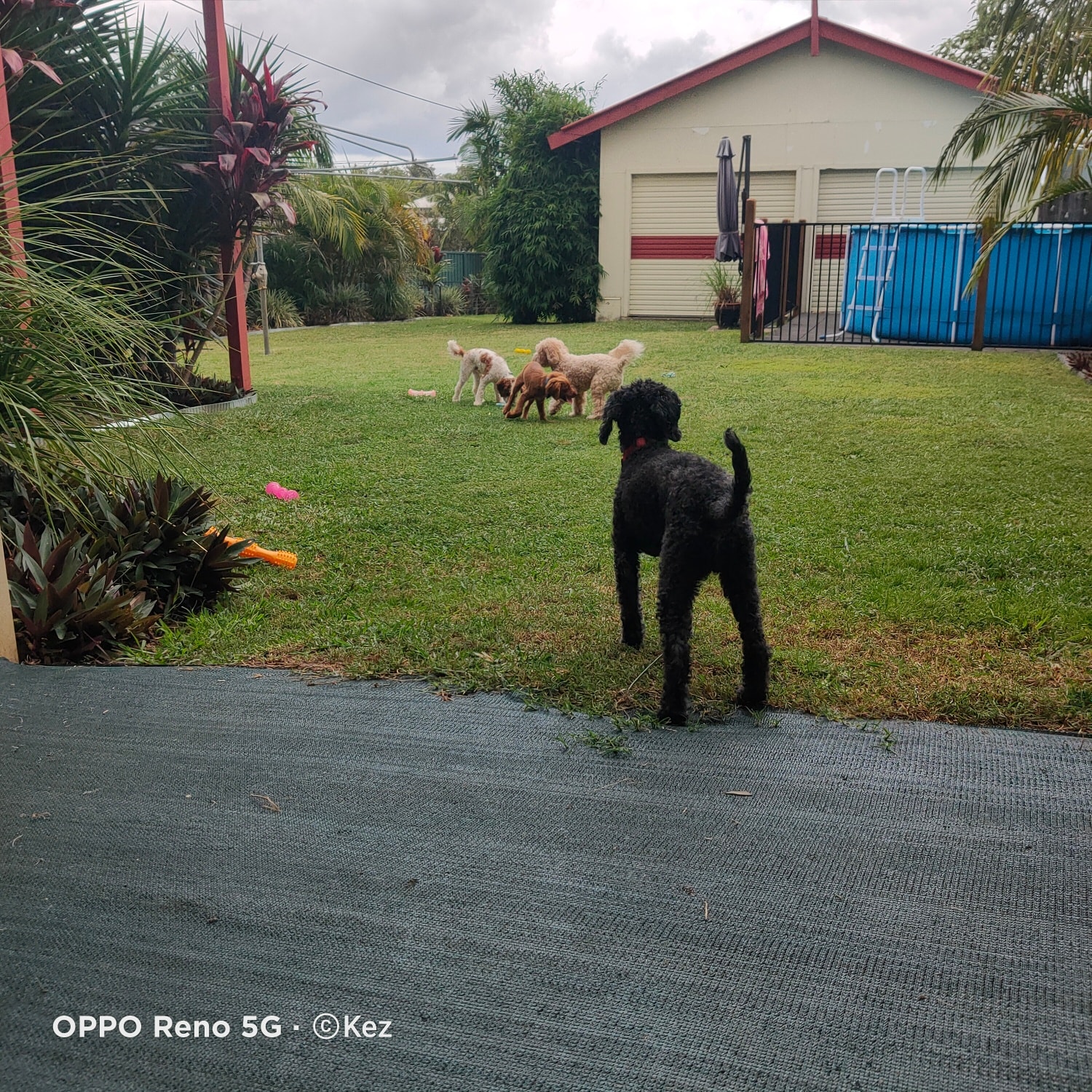 The Small Dog Daycare — Pet Groomers