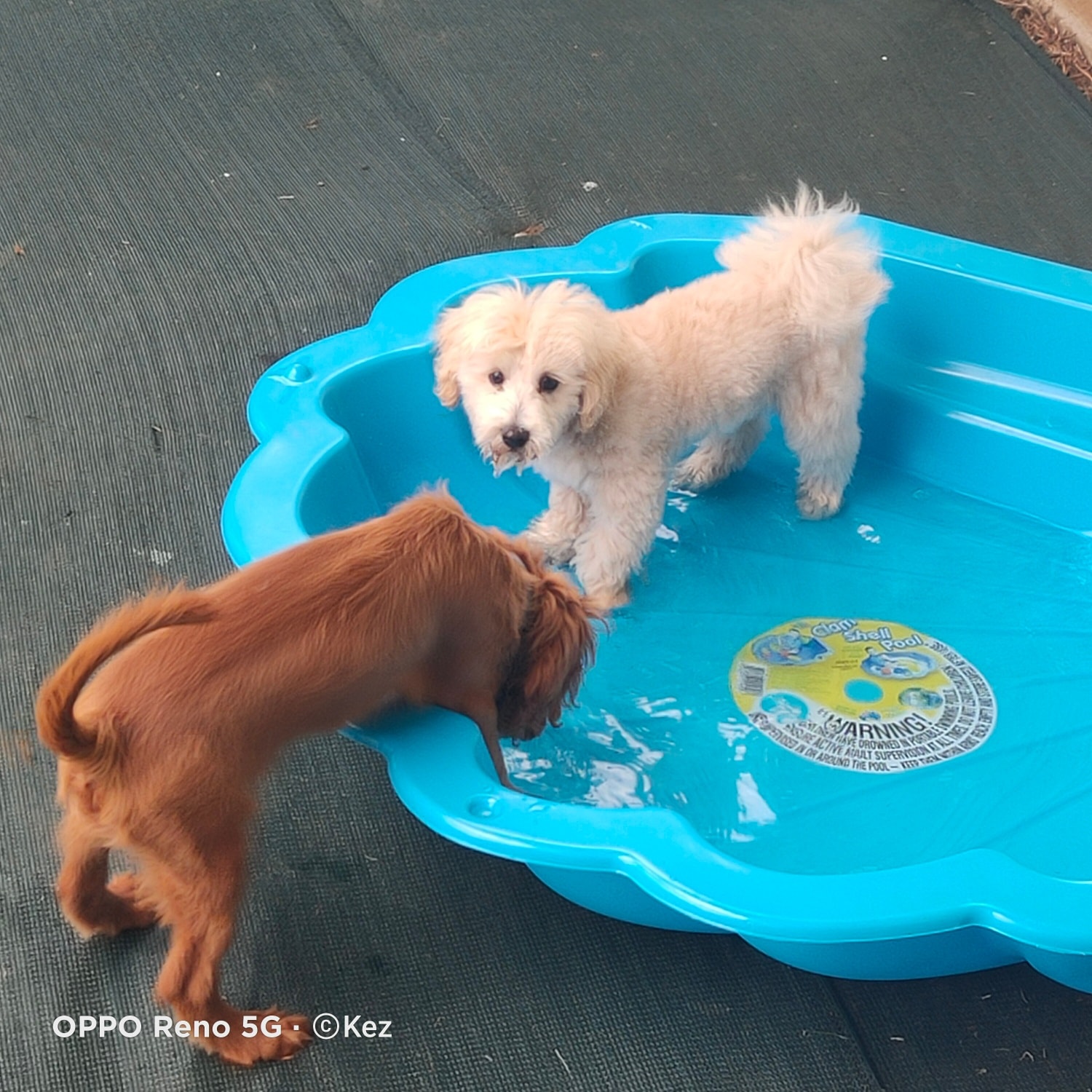 The Small Dog Daycare
