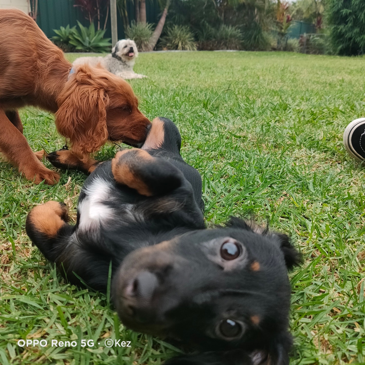 The Small Dog Daycare