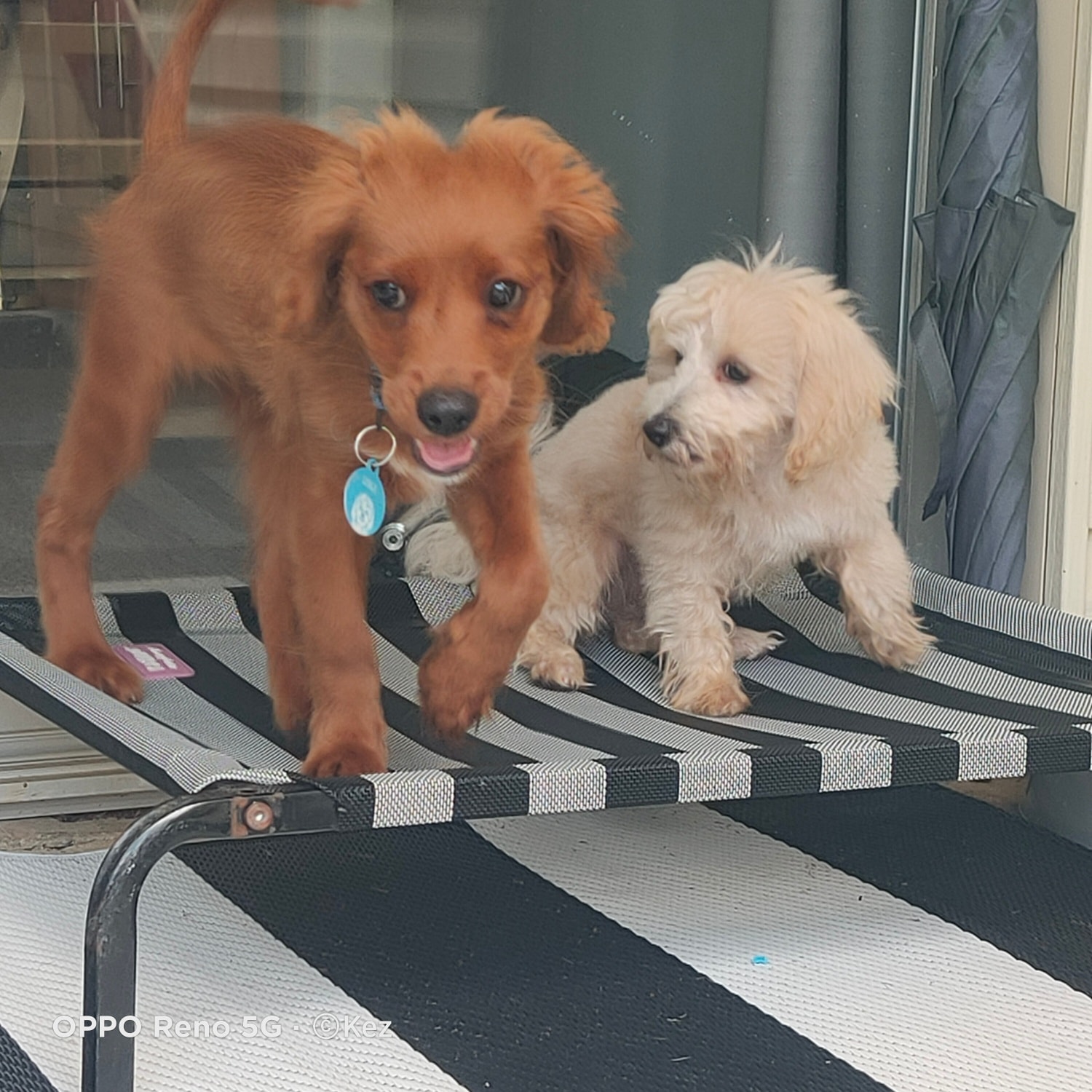 The Small Dog Daycare