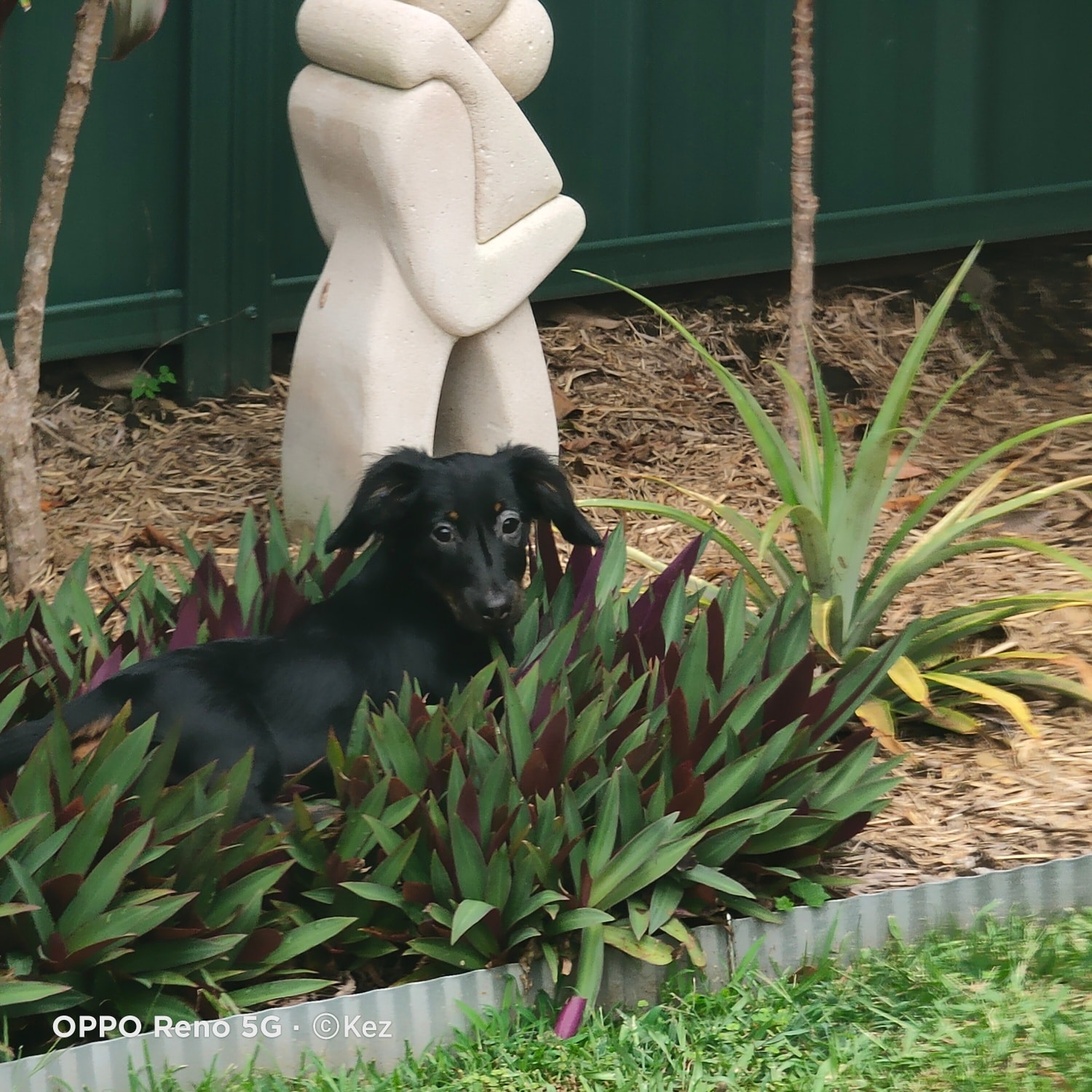 The Small Dog Daycare
