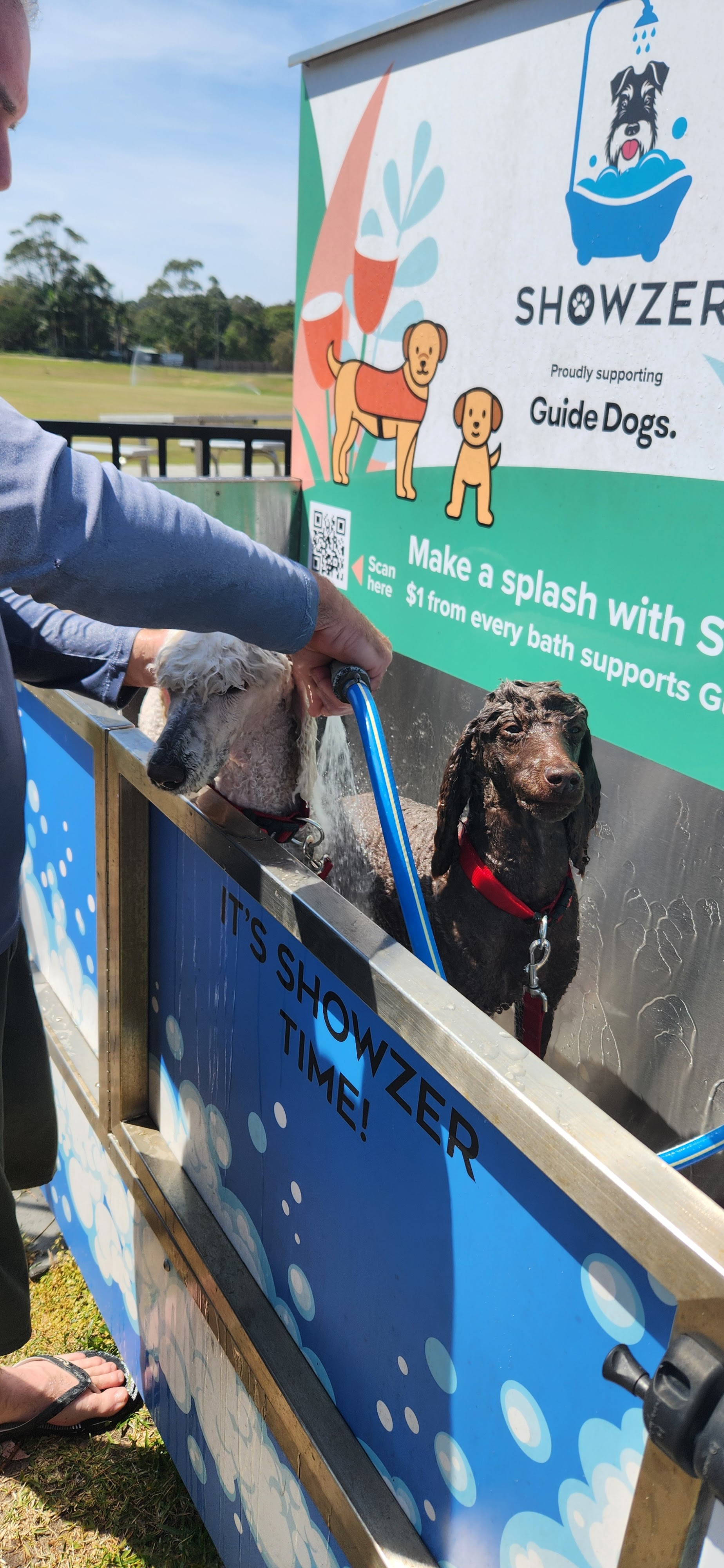 Showzer Dog Wash - Byron Bay Red Devils RLFC