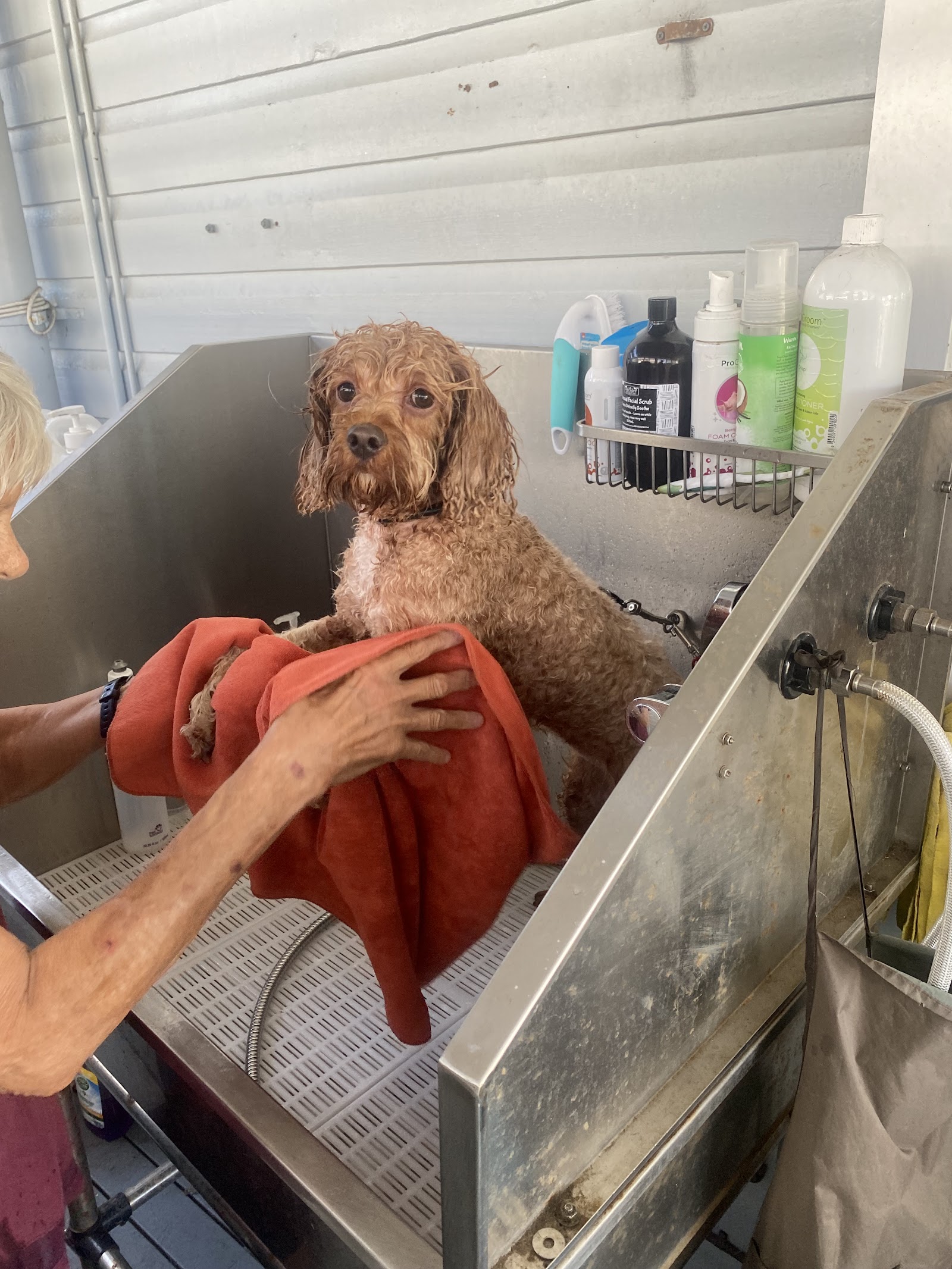 Canine Cuts ‘learn to groom your own dog’ Workshops