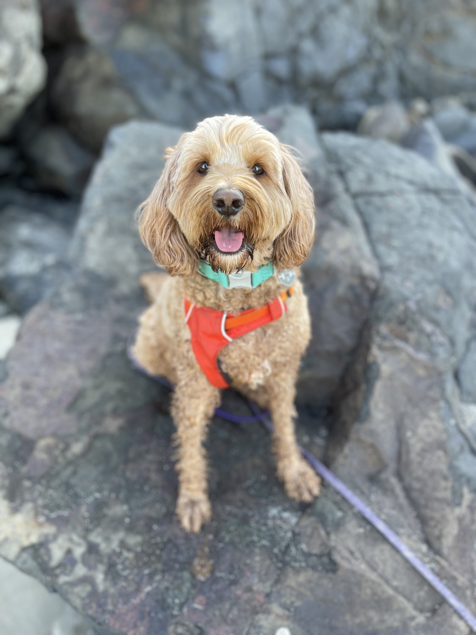 Canine Cuts ‘learn to groom your own dog’ Workshops