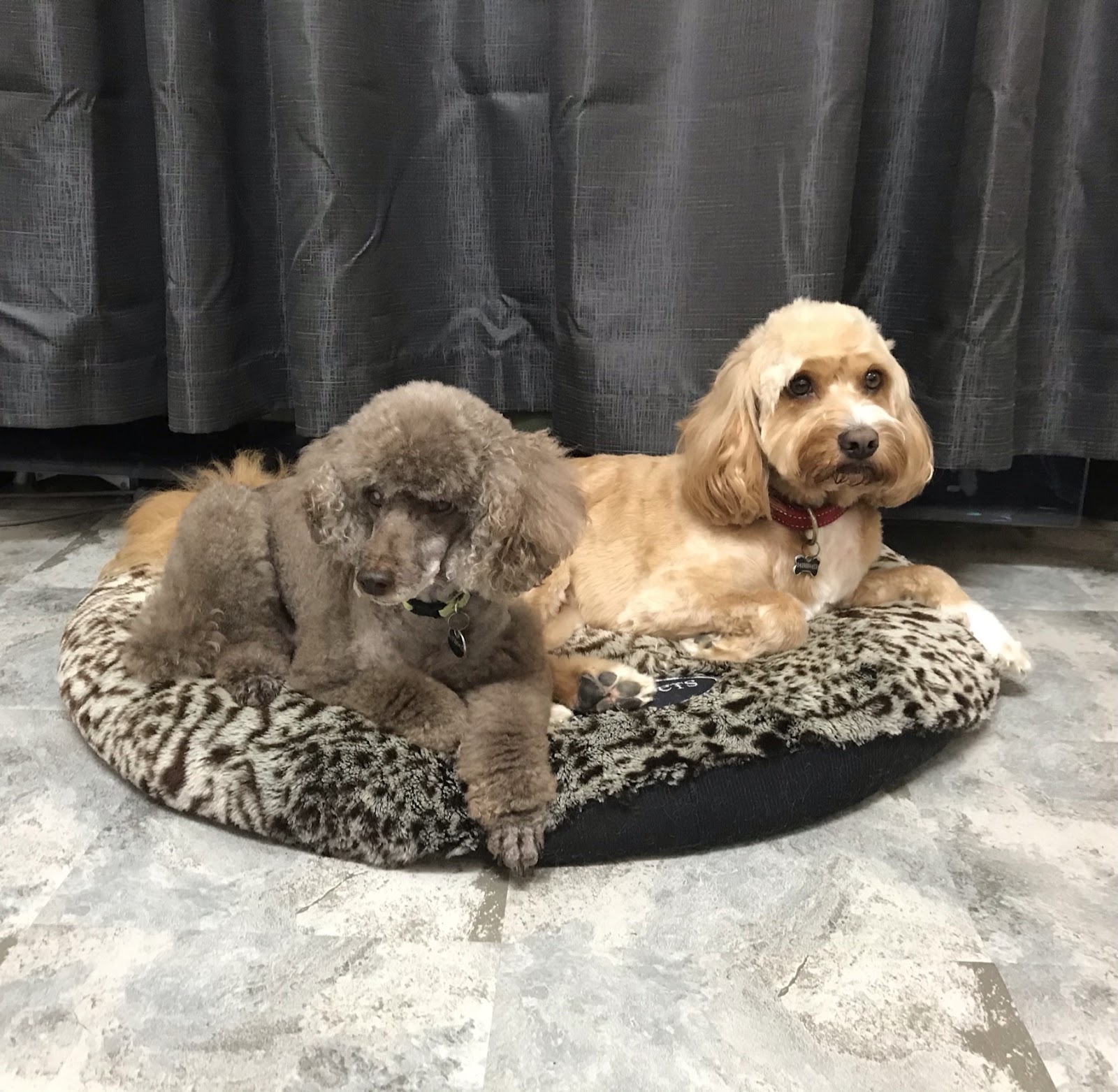 Canine Cuts ‘learn to groom your own dog’ Workshops