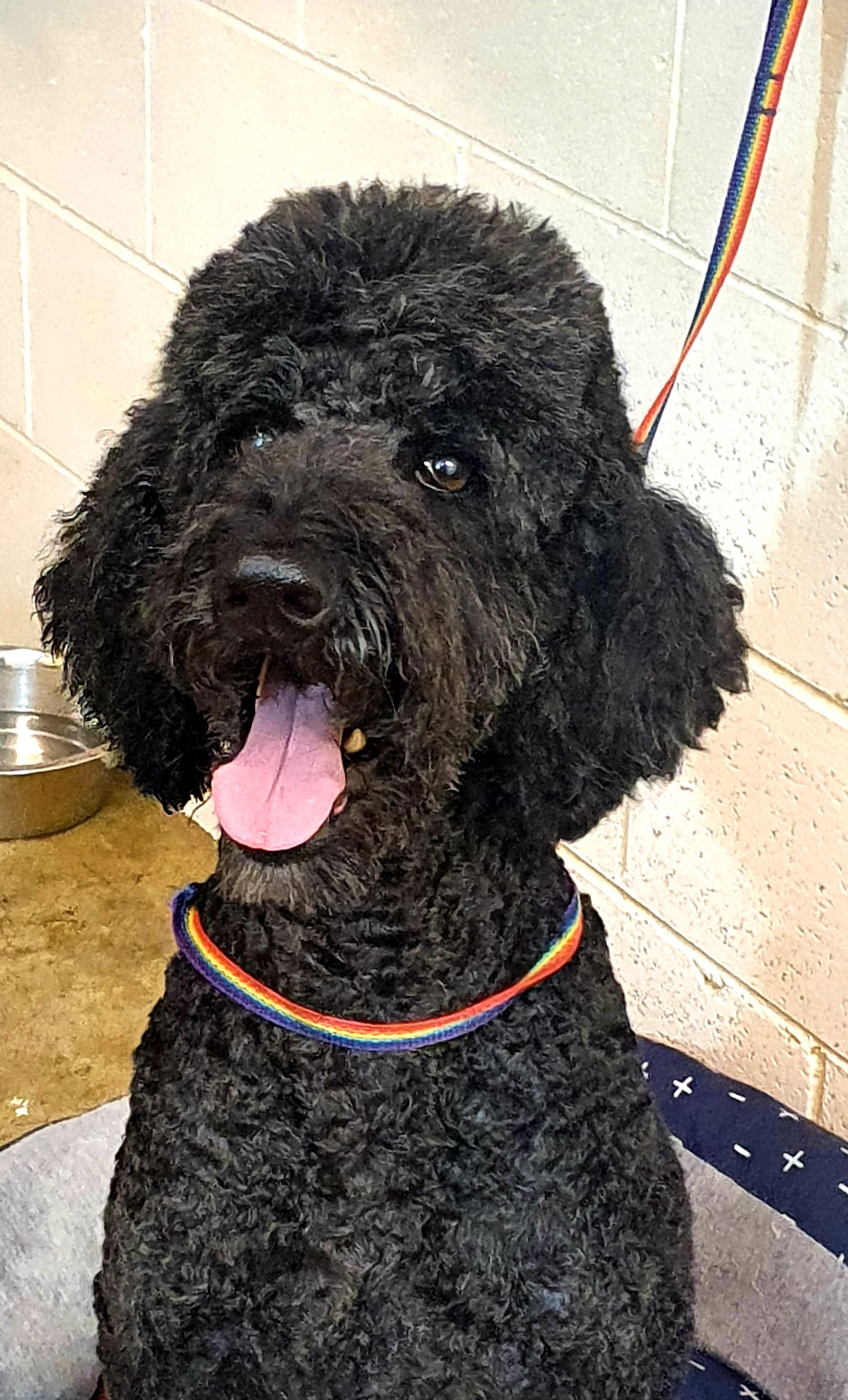 Lisa's Grooming Service — Pet Groomers