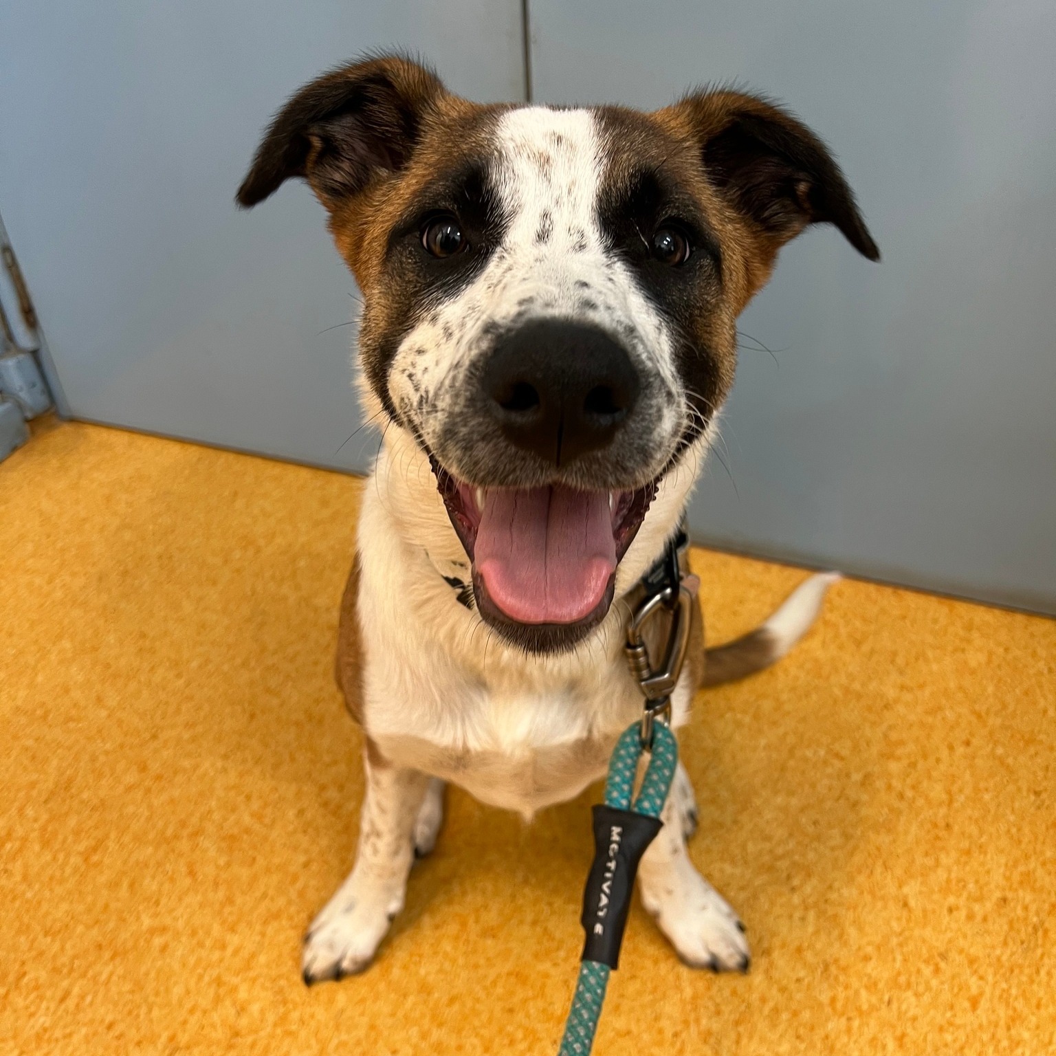 Mullumbimby Veterinary Clinic — Pet Groomers