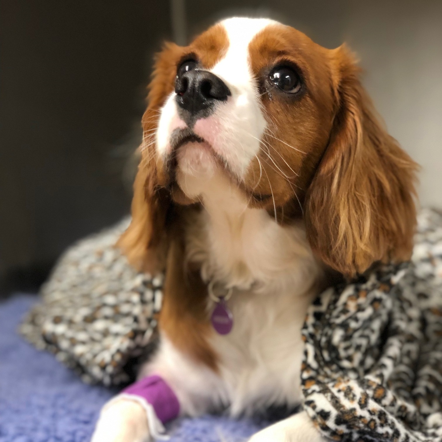 Mullumbimby Veterinary Clinic