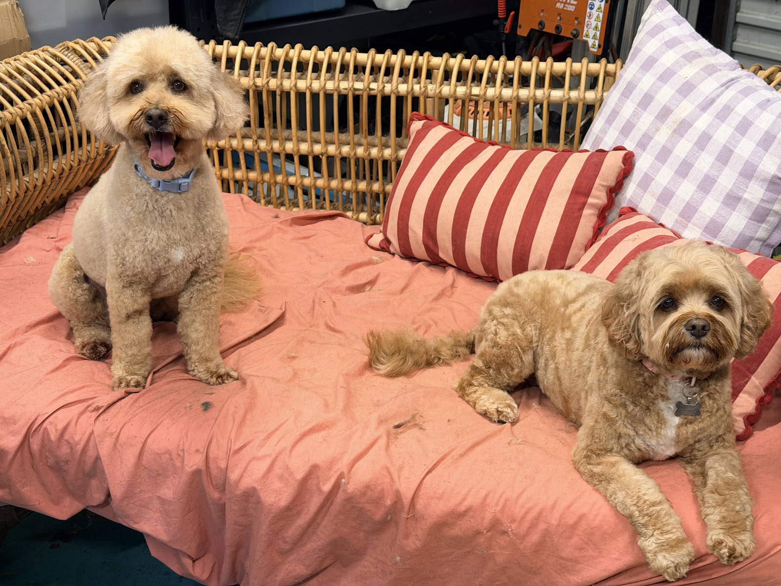 The Salty Dog Grooming Shop