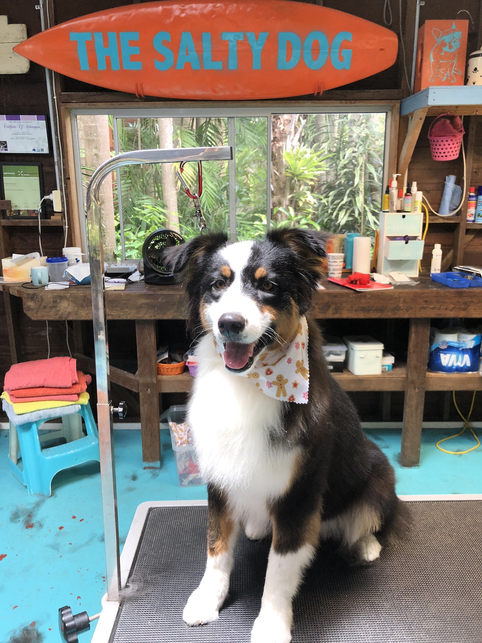 The Salty Dog Grooming Shop