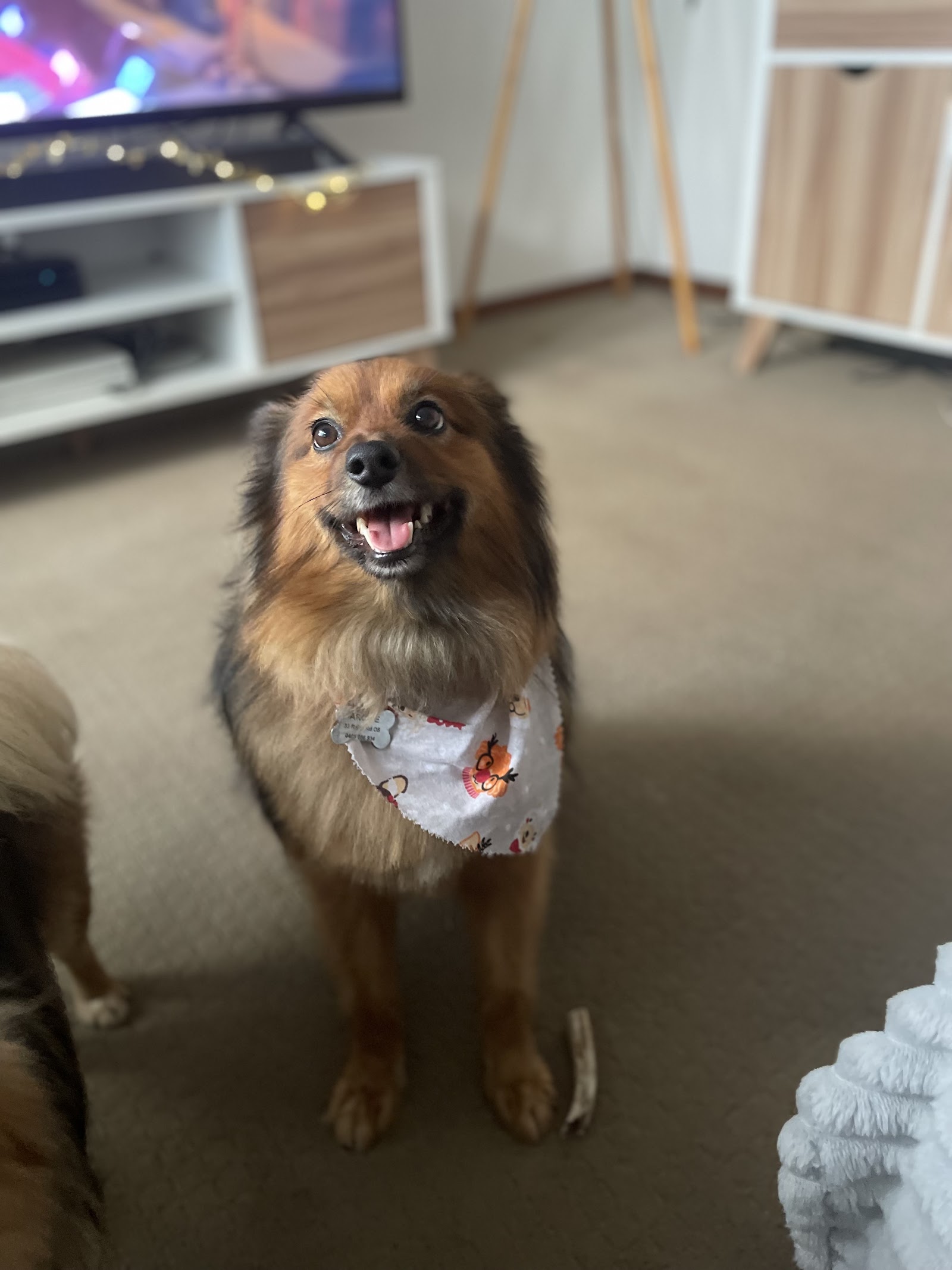 The Salty Dog Grooming Shop