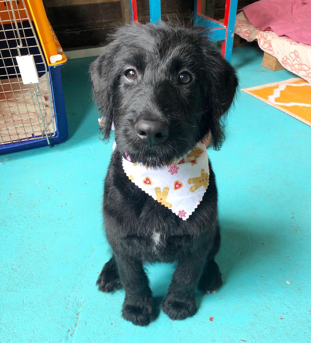The Salty Dog Grooming Shop