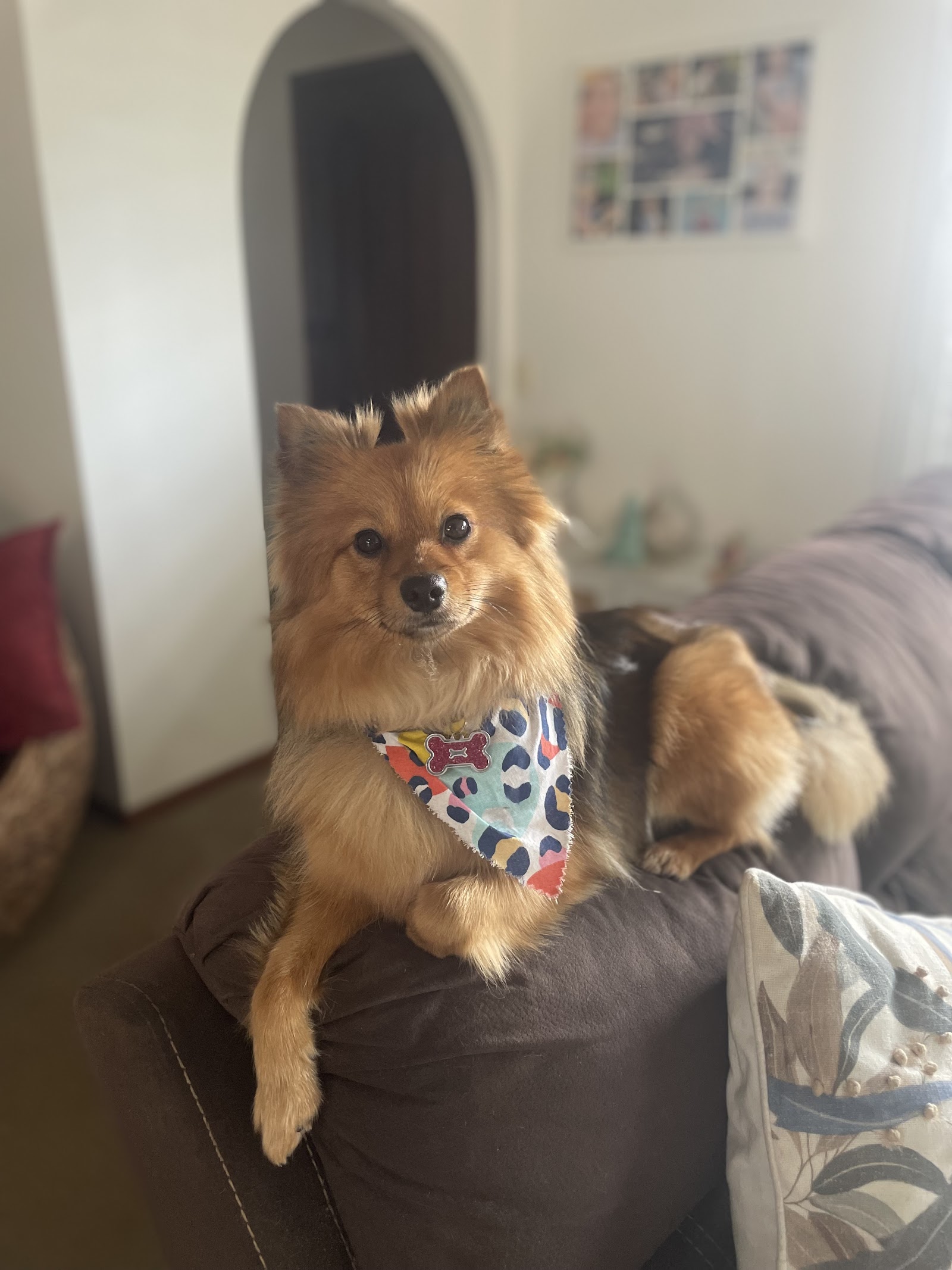 The Salty Dog Grooming Shop