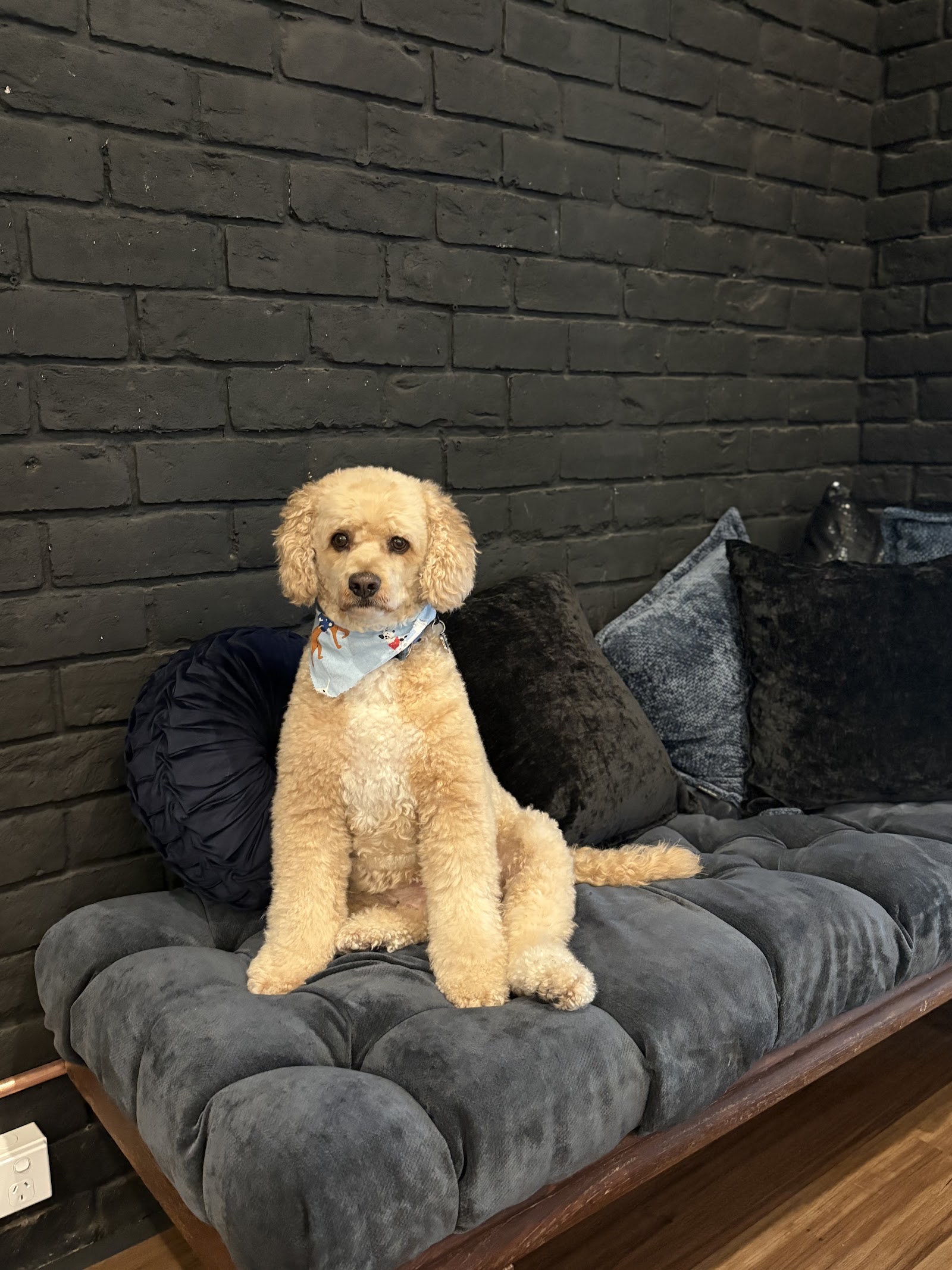 The Salty Dog Grooming Shop