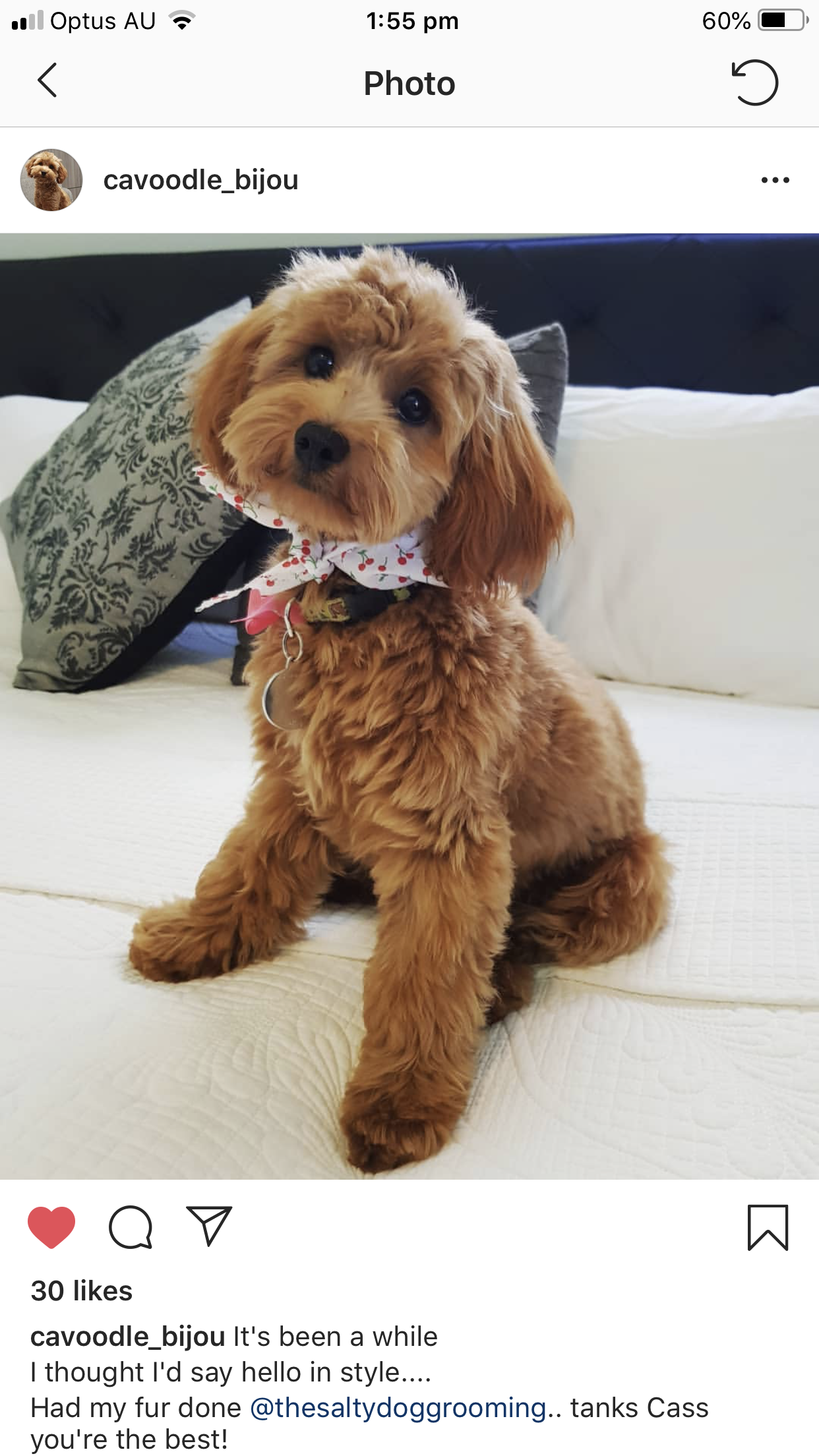 The Salty Dog Grooming Shop