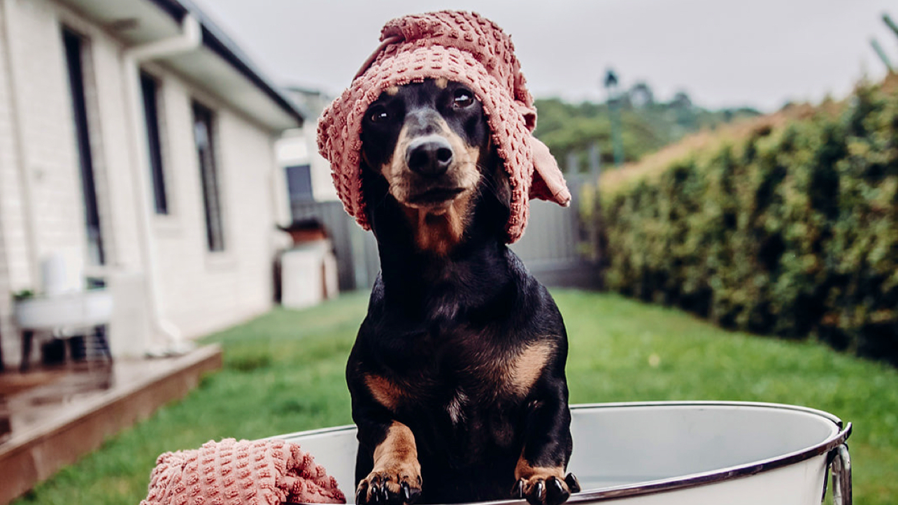 Hemp Collective — Pet Groomers