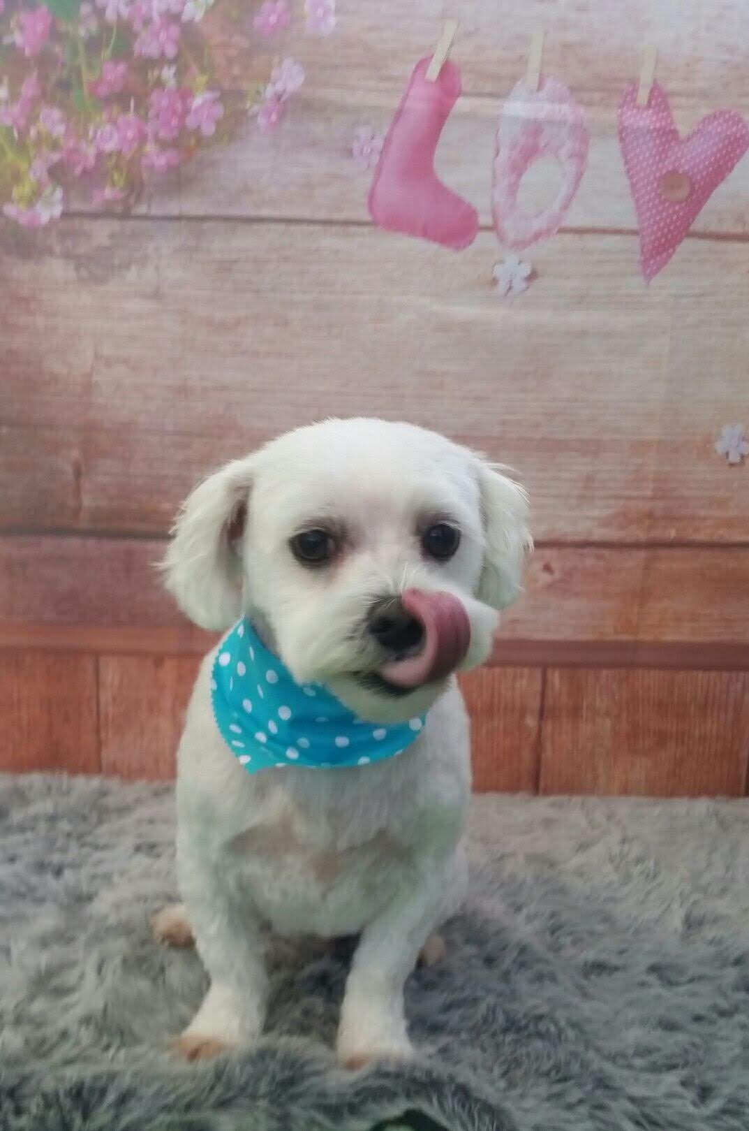 Woof Whistles — Pet Groomers