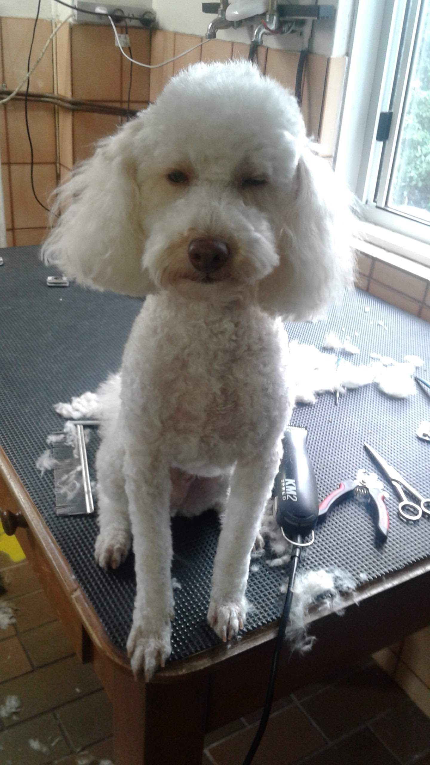 Dog Eclipz — Pet Groomers
