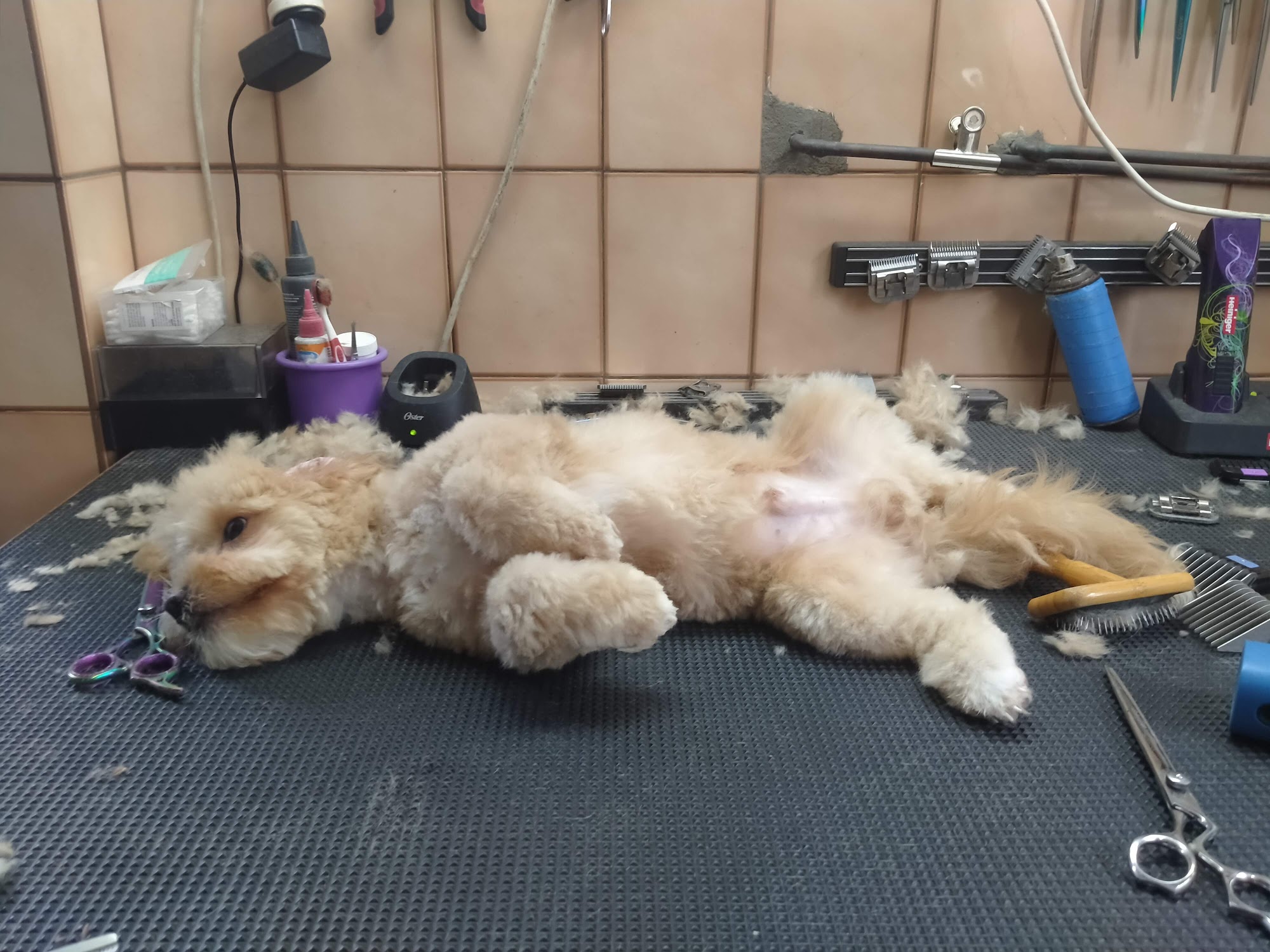Dog Eclipz