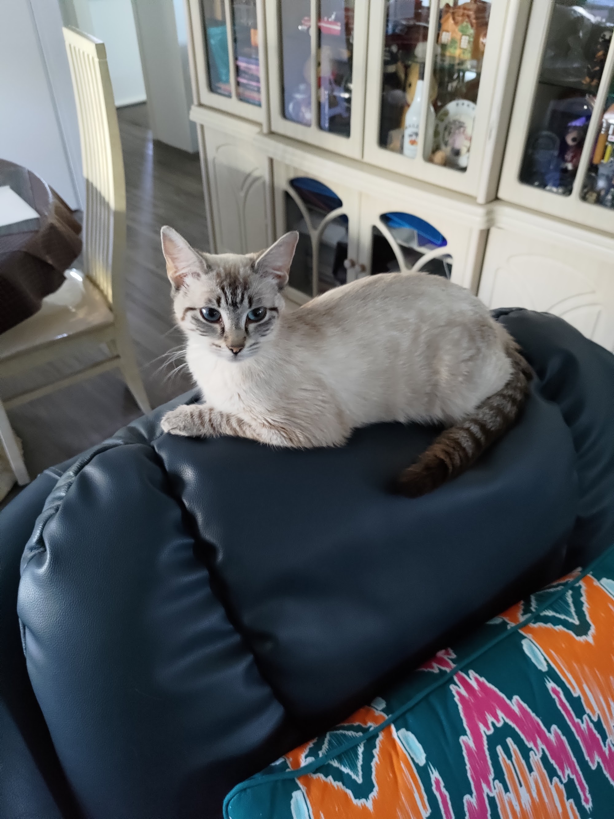 Pets and Saddles — Pet Groomers