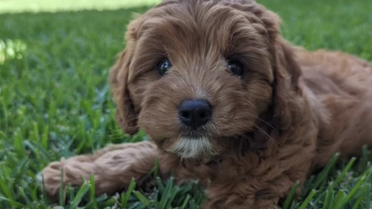 Cuddle a Cavoodle — Pet Groomers
