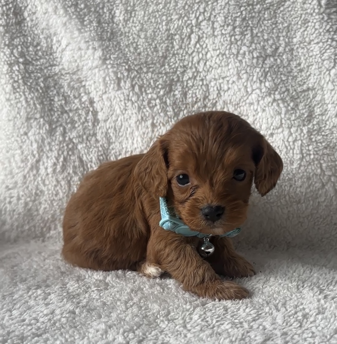 Cuddle a Cavoodle