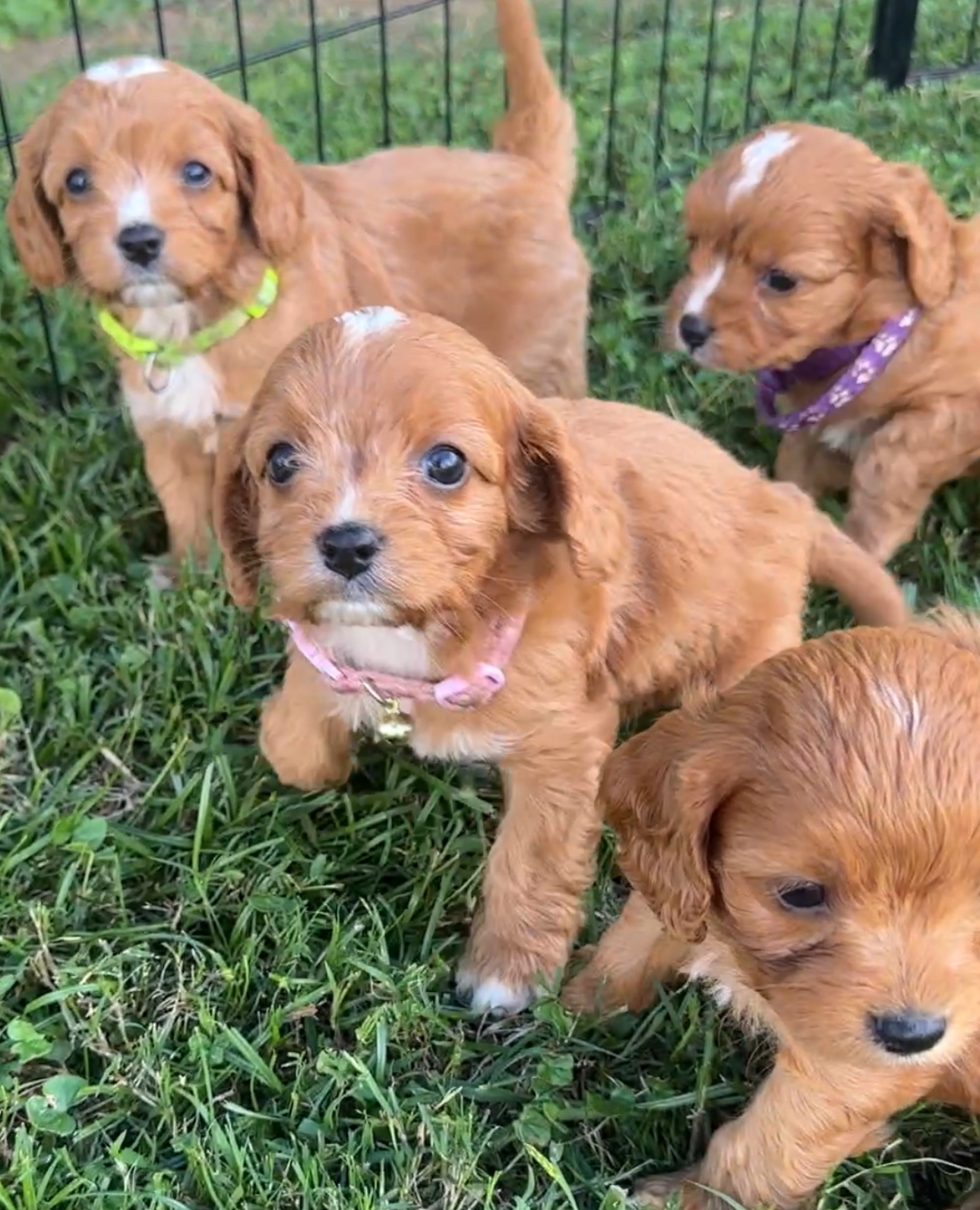 Cuddle a Cavoodle