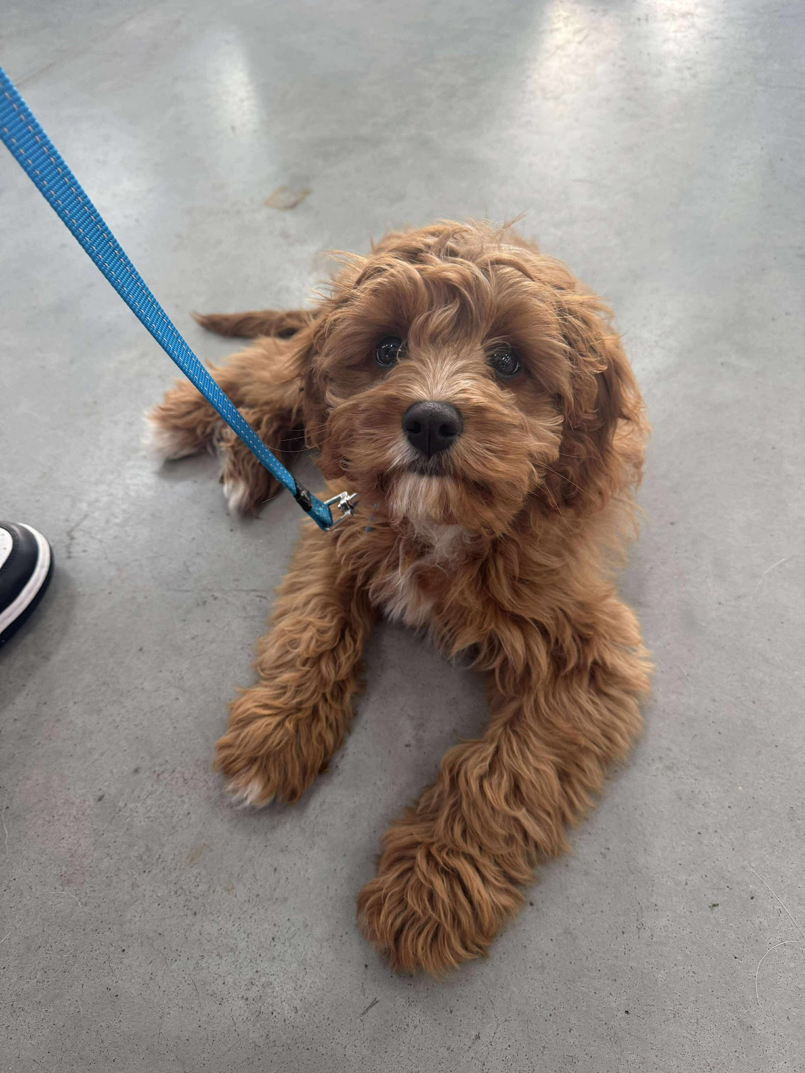 Cuddle a Cavoodle