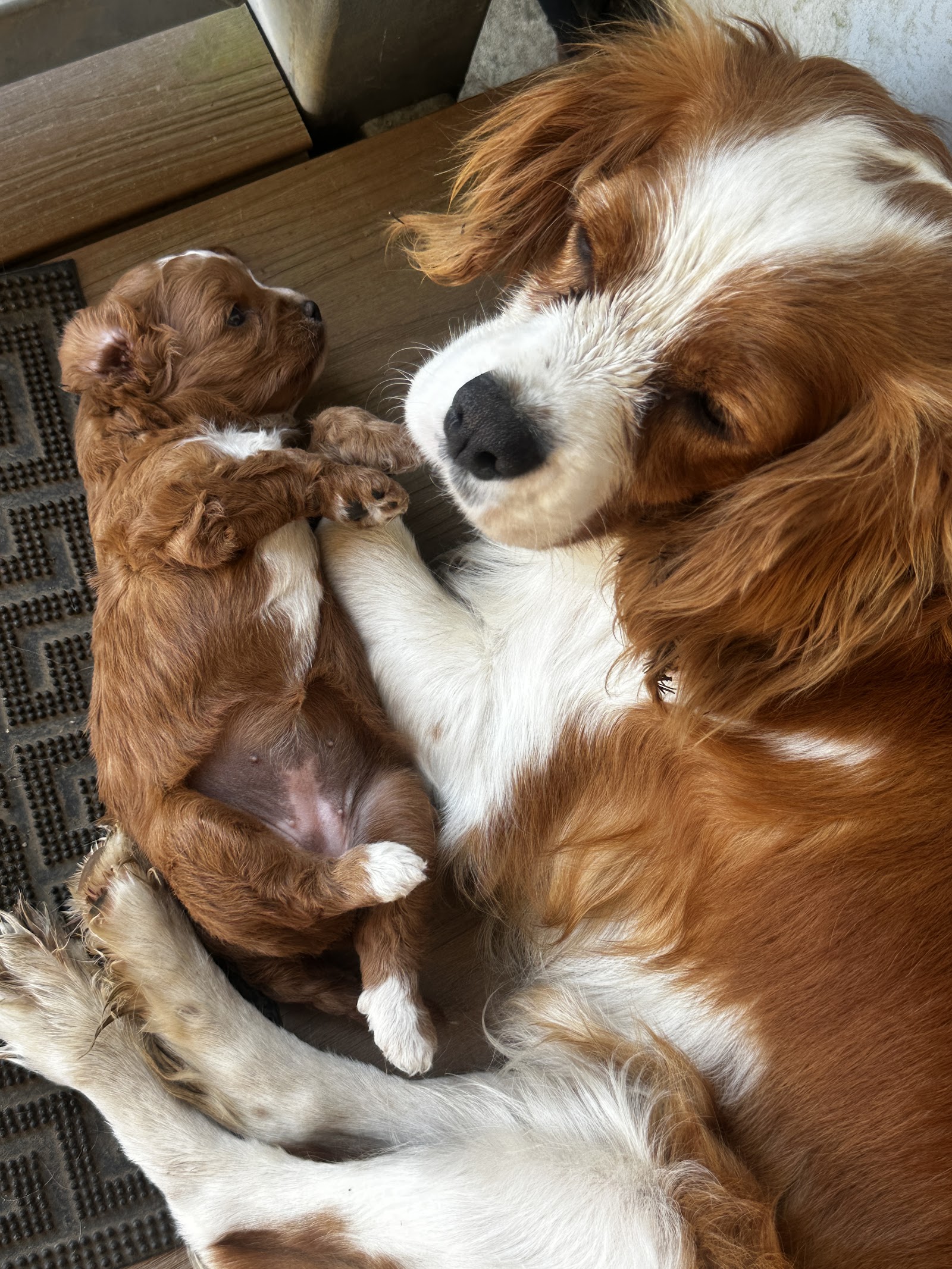 Cuddle a Cavoodle