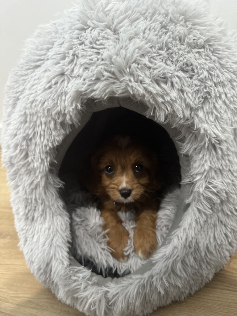 Cuddle a Cavoodle