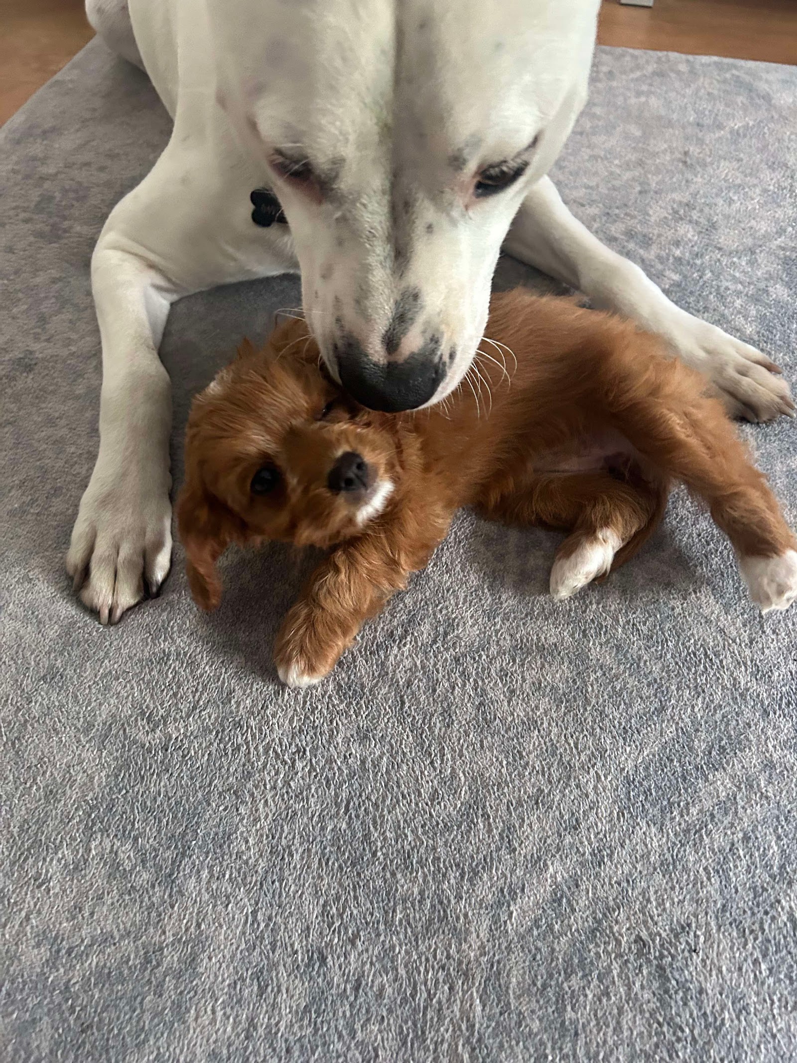 Cuddle a Cavoodle