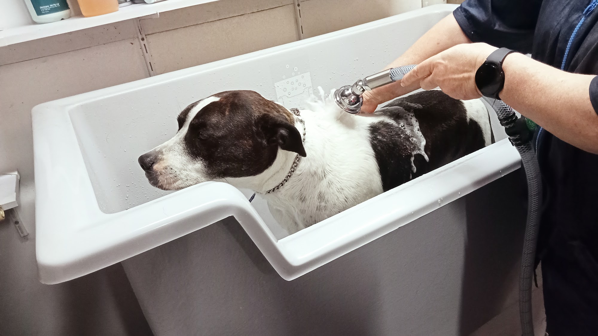 Marg’s Wash ‘n Wag Dog Grooming — Pet Groomers